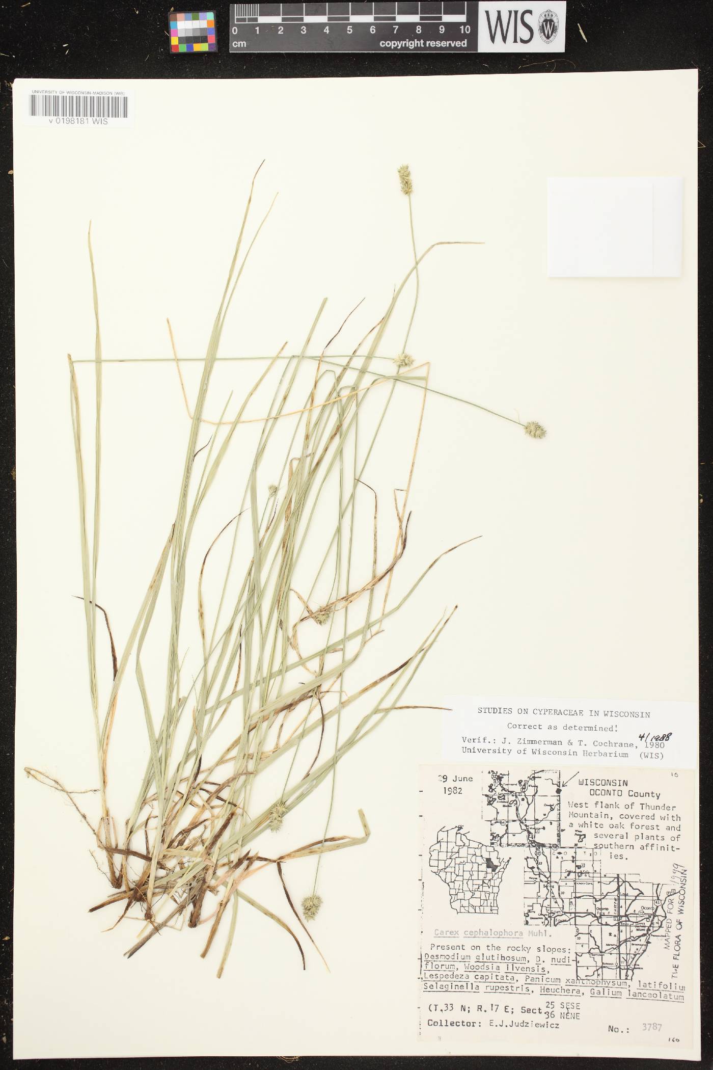 Carex cephalophora image