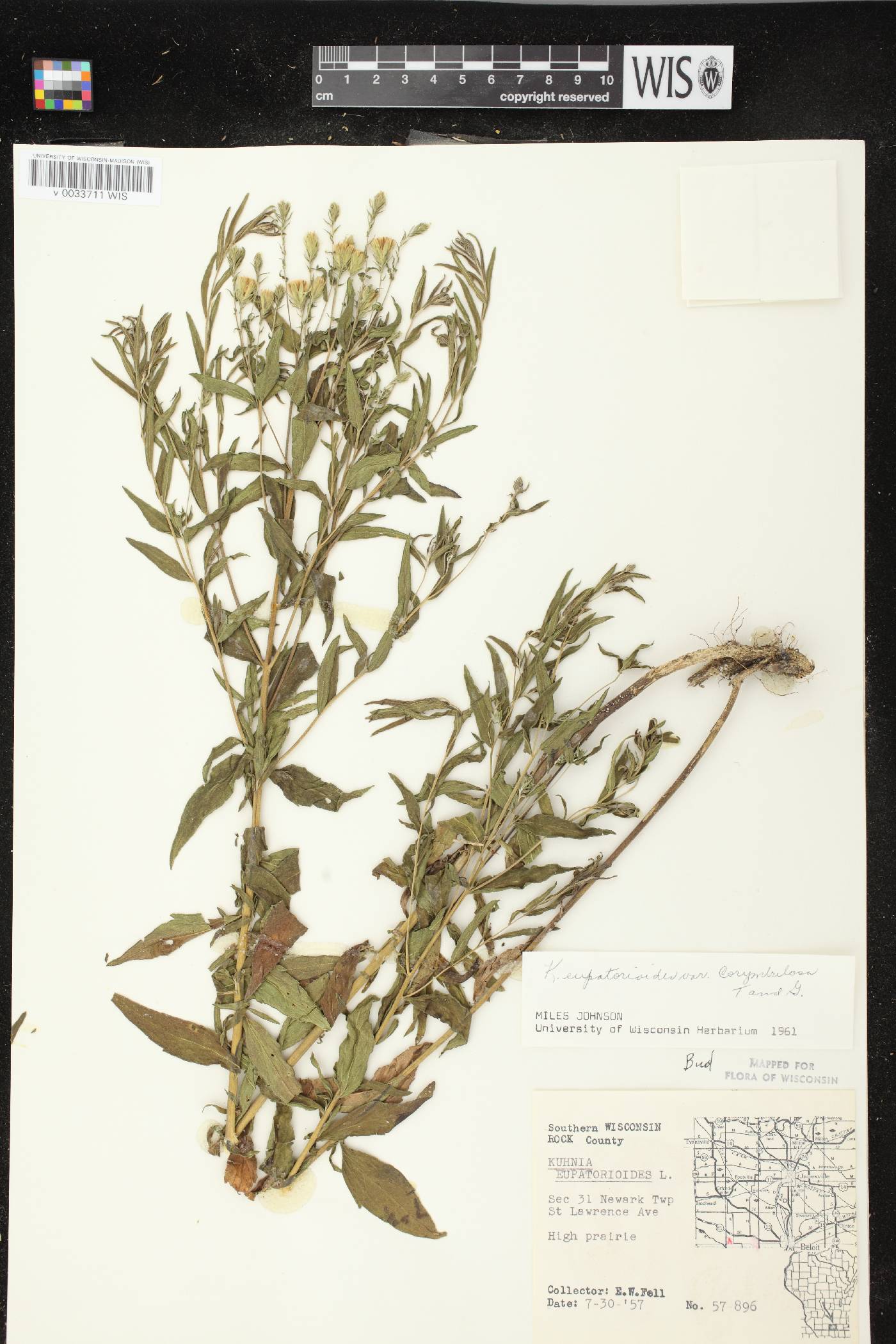 Brickellia eupatorioides image