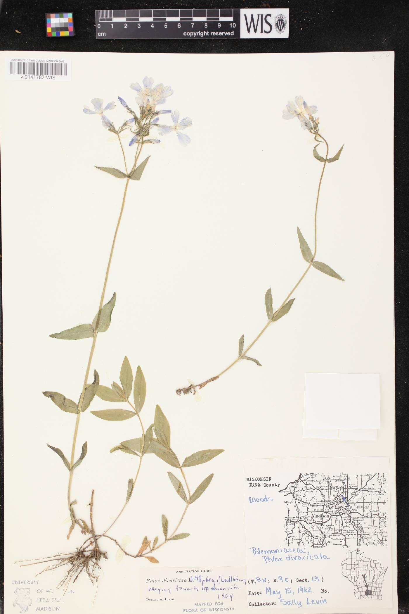 Phlox divaricata image