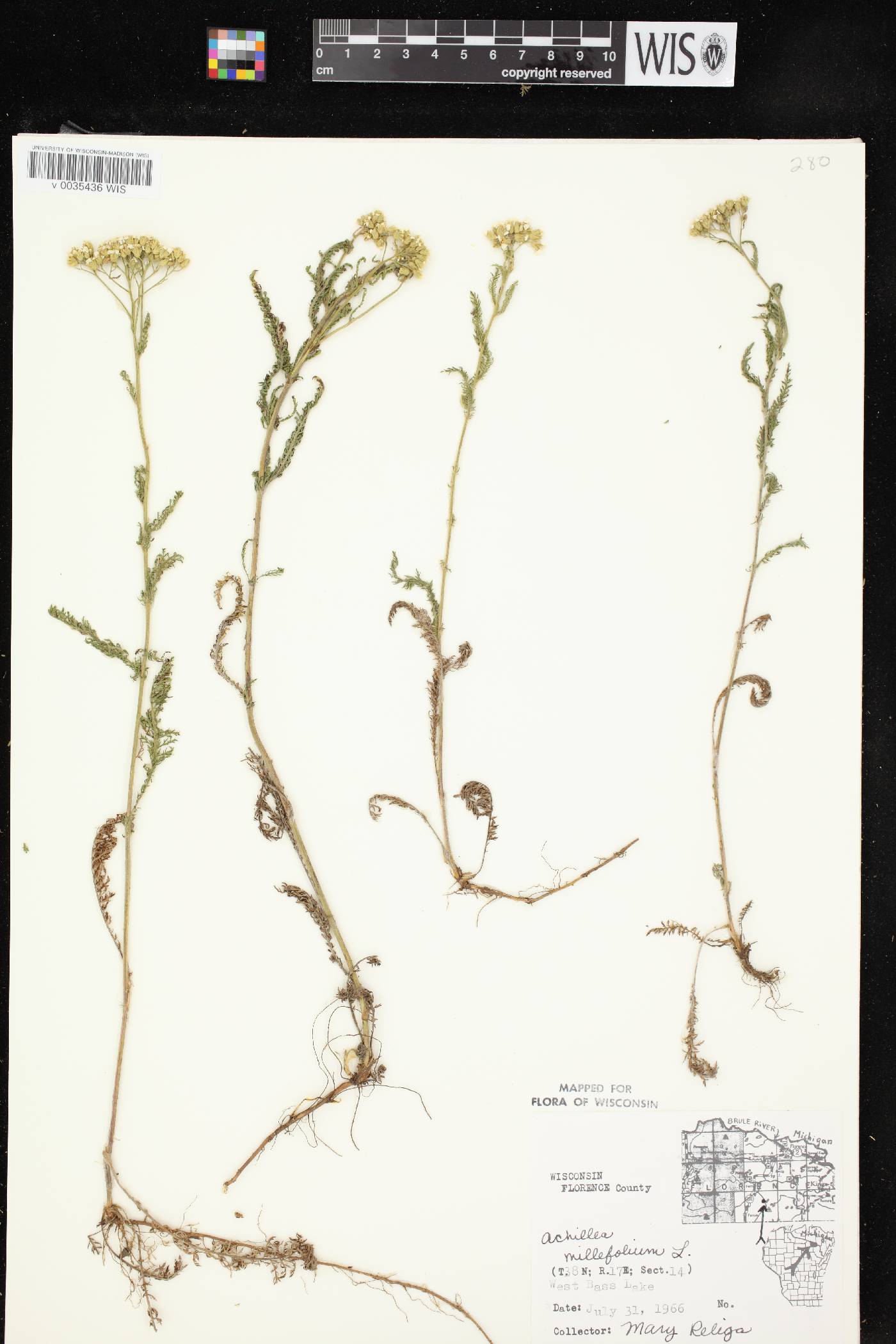 Achillea millefolium image
