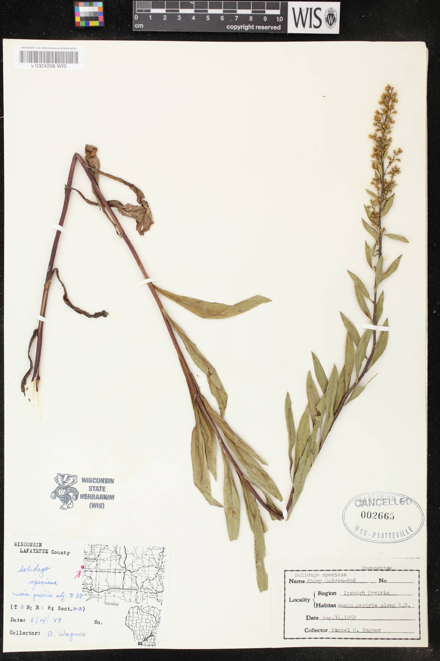Solidago speciosa image