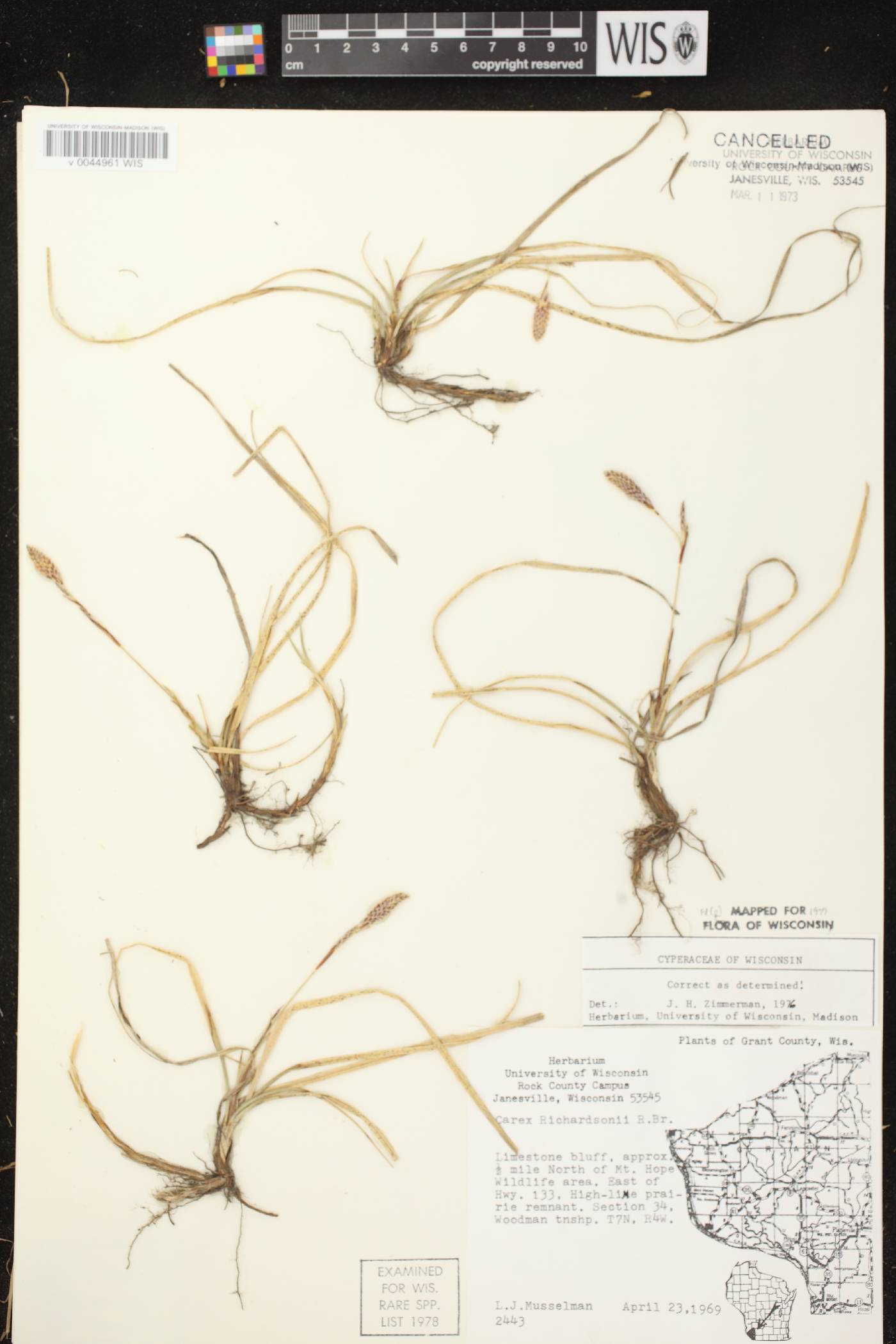Carex richardsonii image