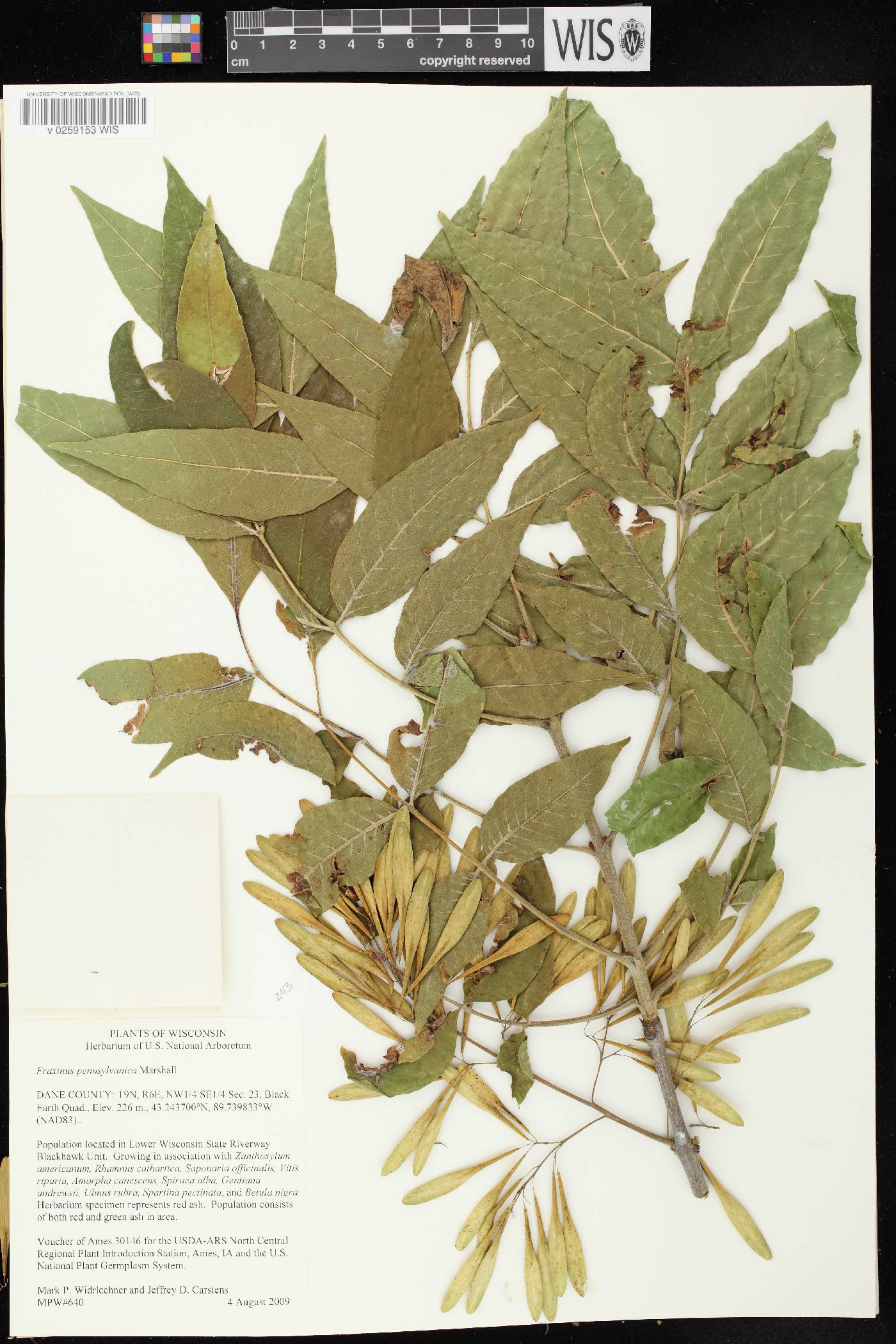 Fraxinus pennsylvanica image