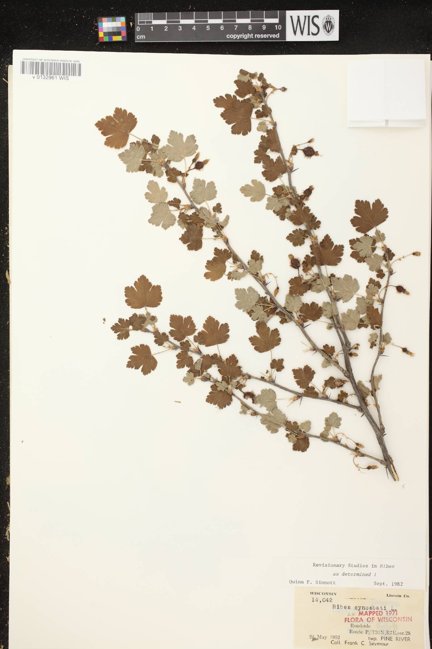 Ribes cynosbati image