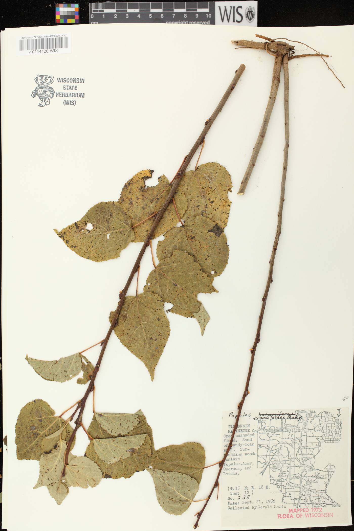 Populus tremuloides image