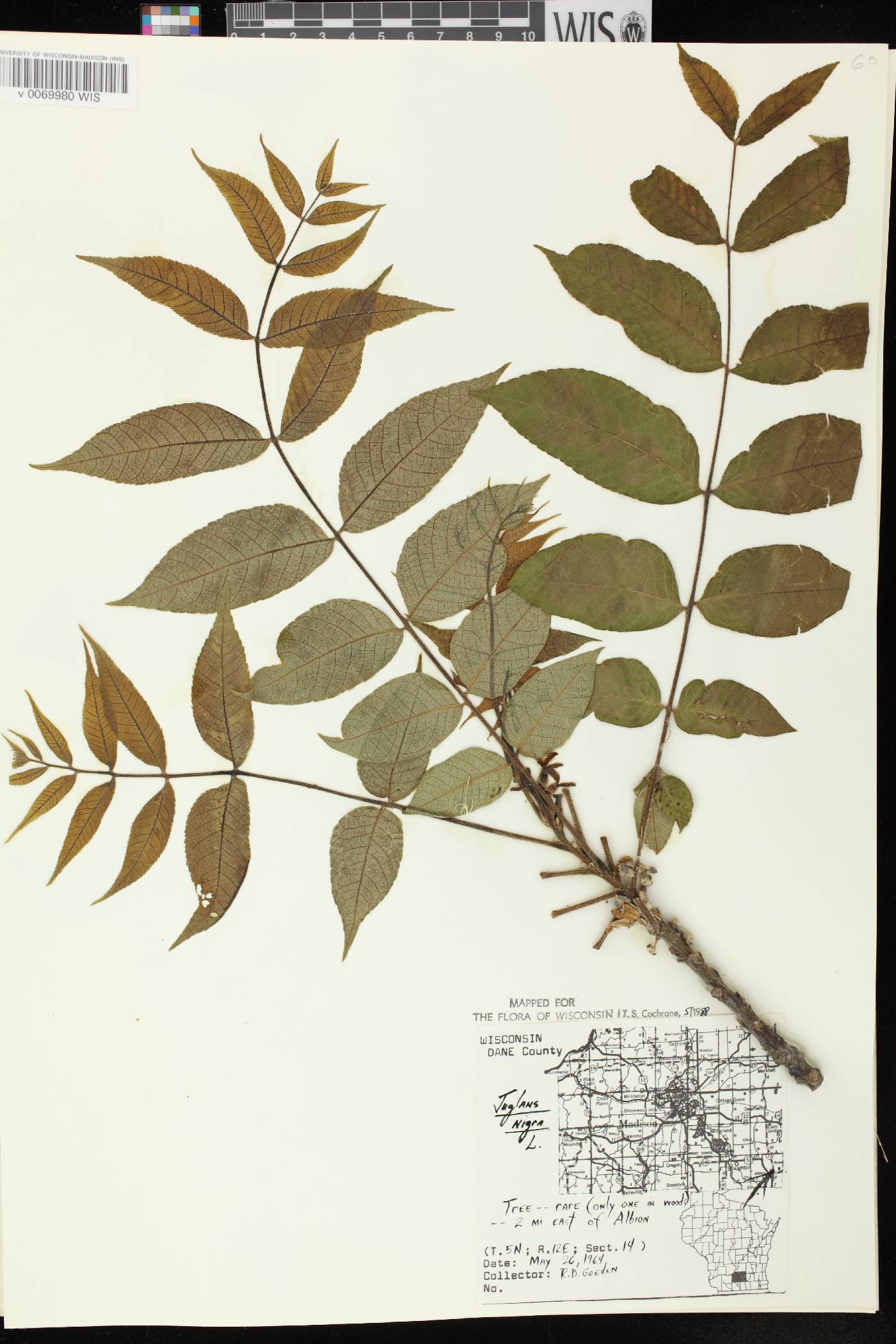 Juglans nigra image