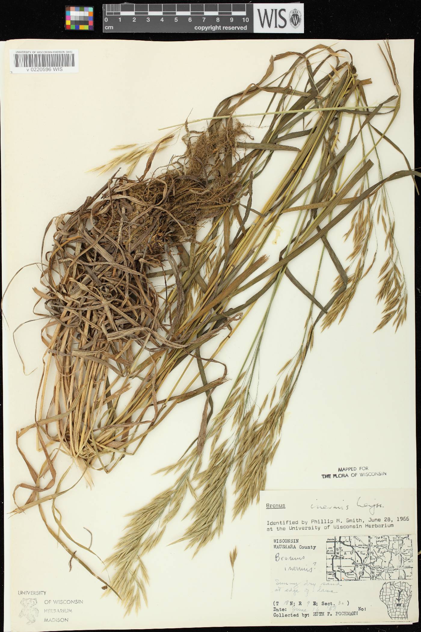 Bromus inermis image