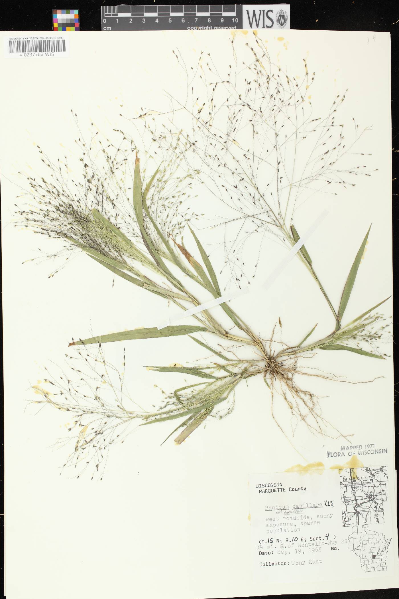 Panicum capillare subsp. capillare image