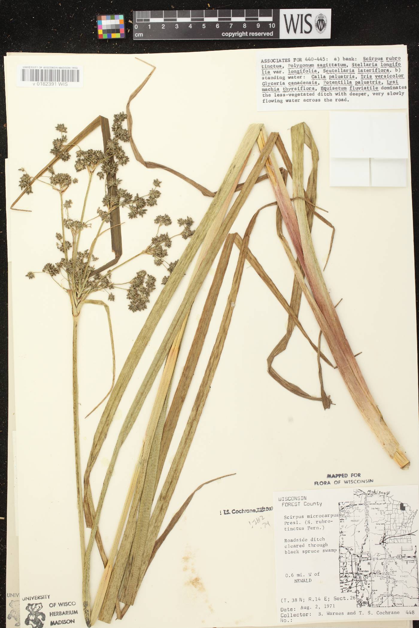 Scirpus microcarpus image