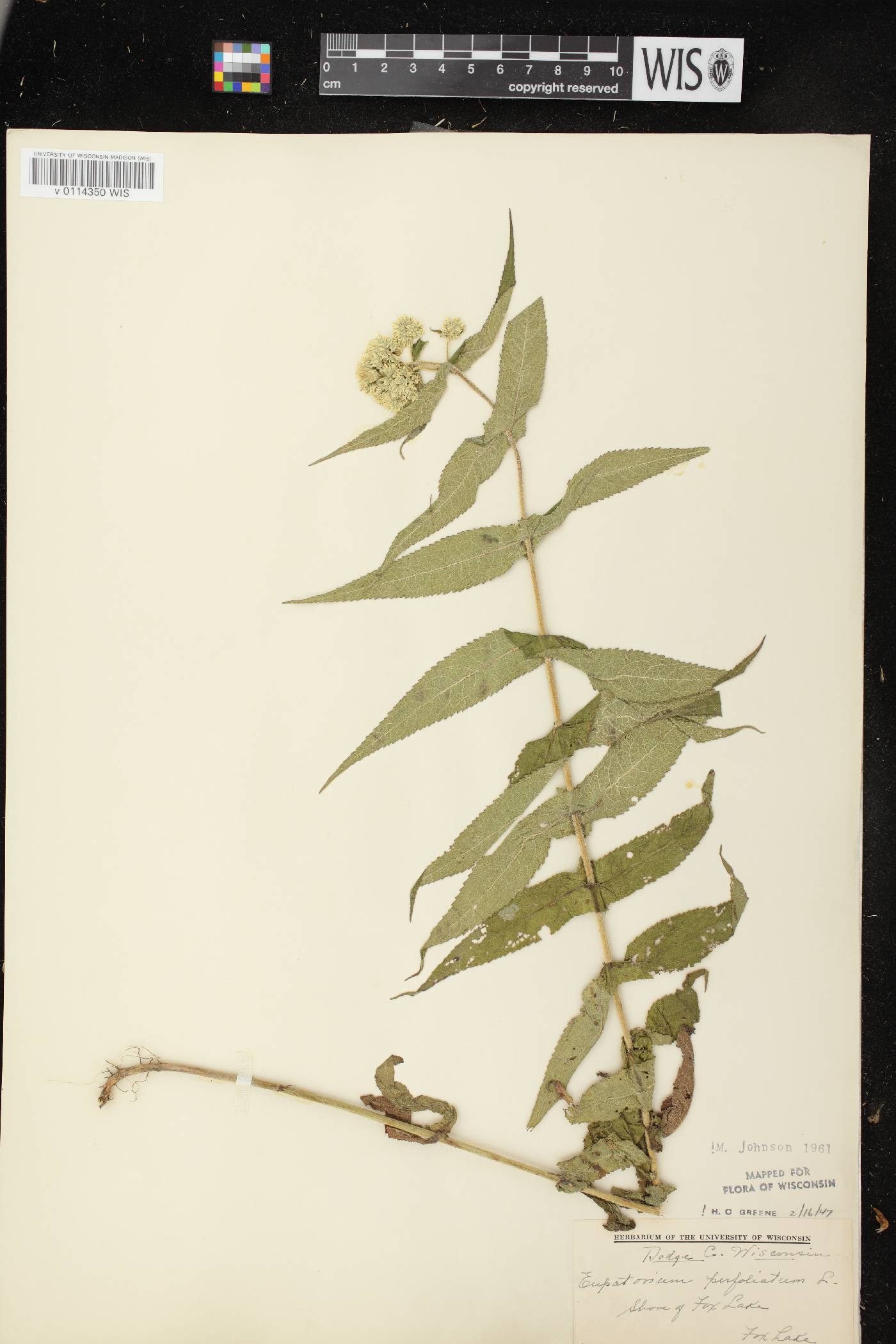 Eupatorium perfoliatum image