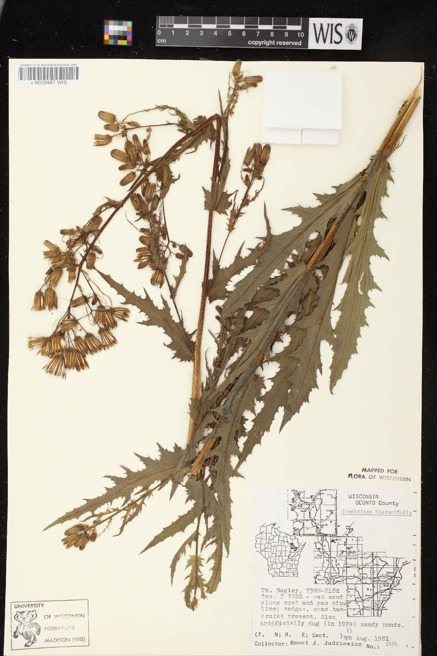 Erechtites hieracifolius image