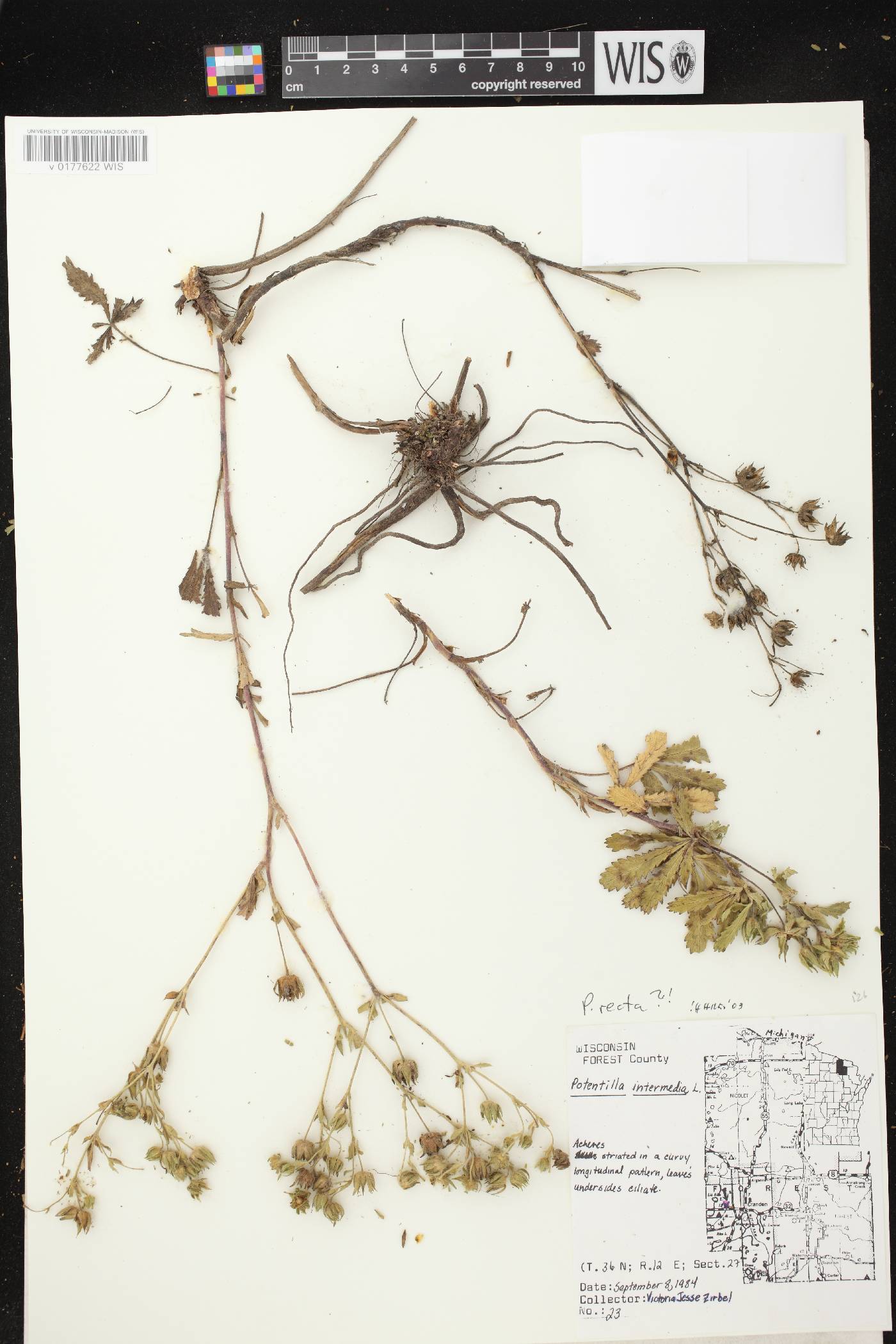Potentilla recta image