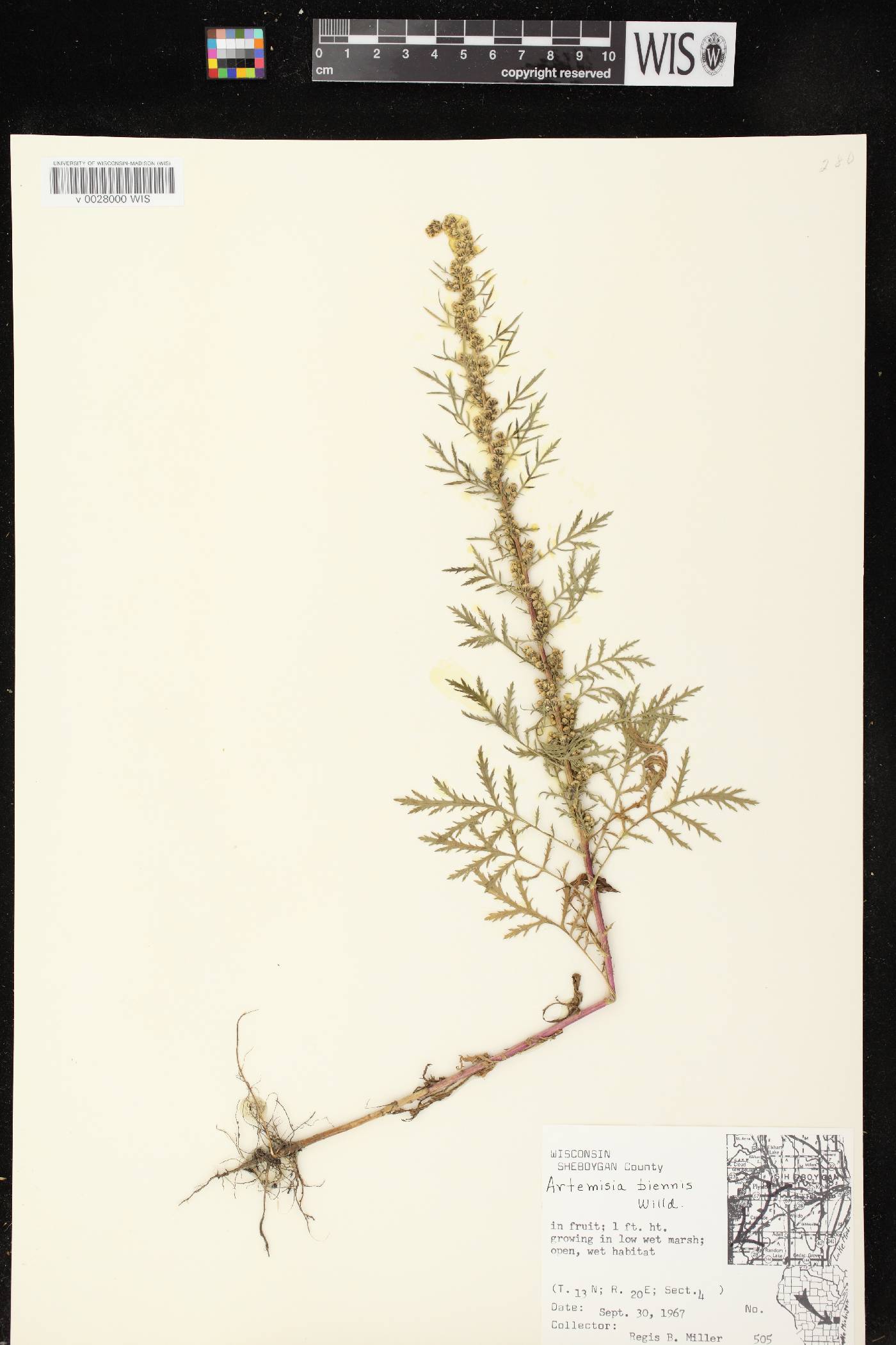 Artemisia biennis image