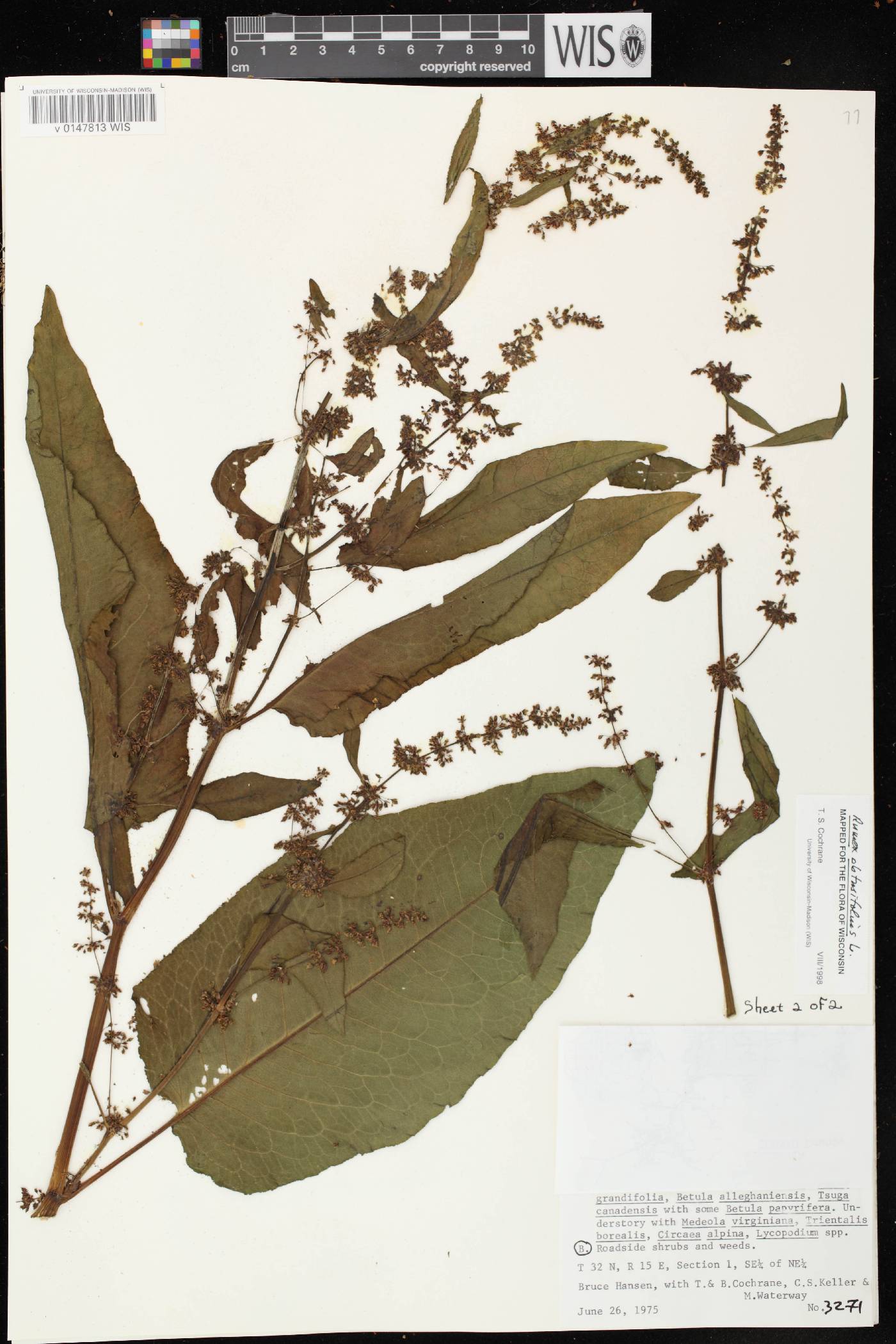 Rumex obtusifolius image