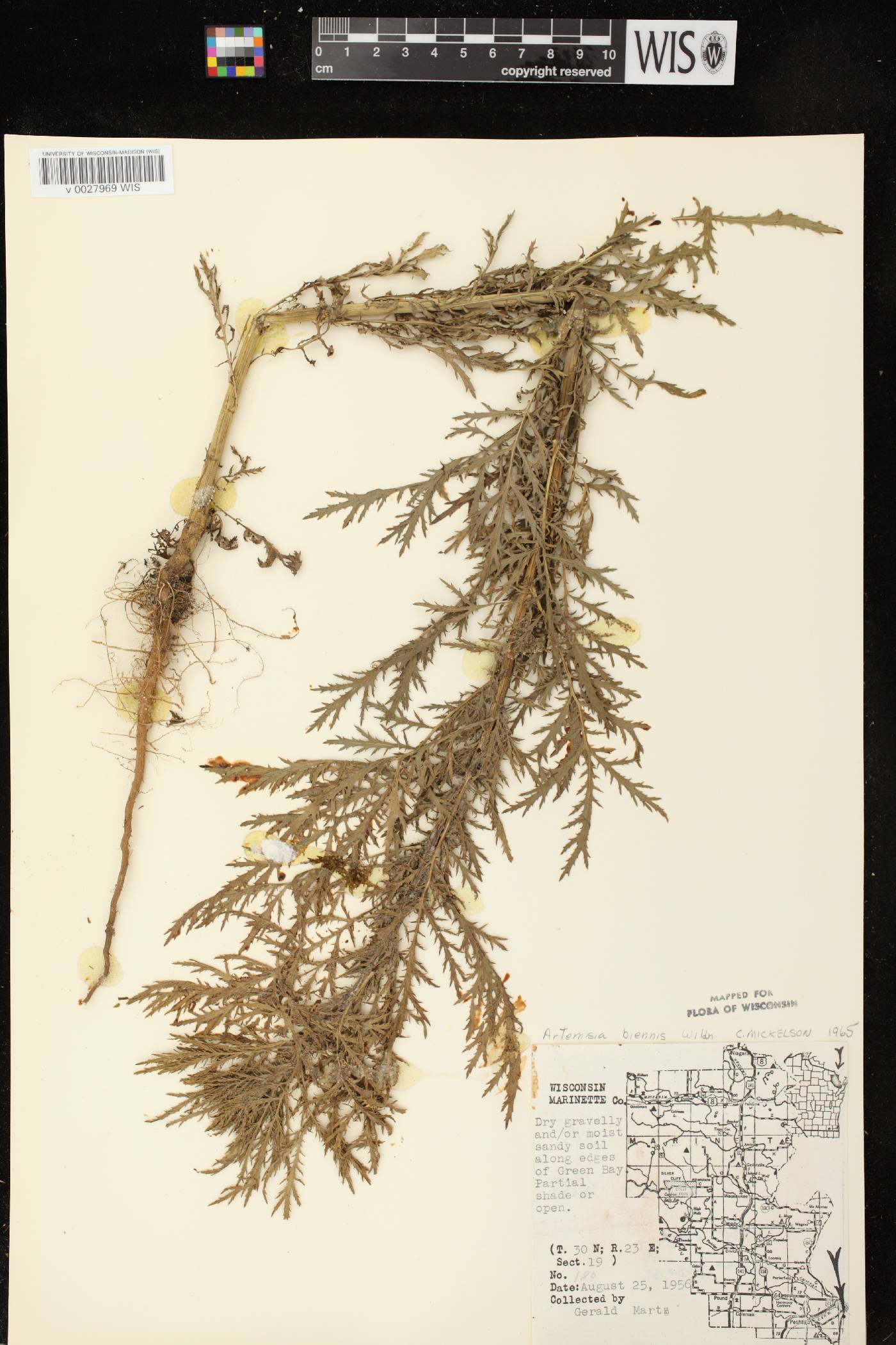 Artemisia biennis image