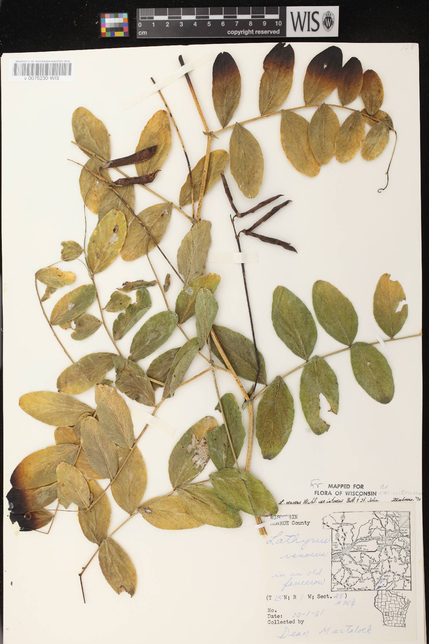 Lathyrus venosus image