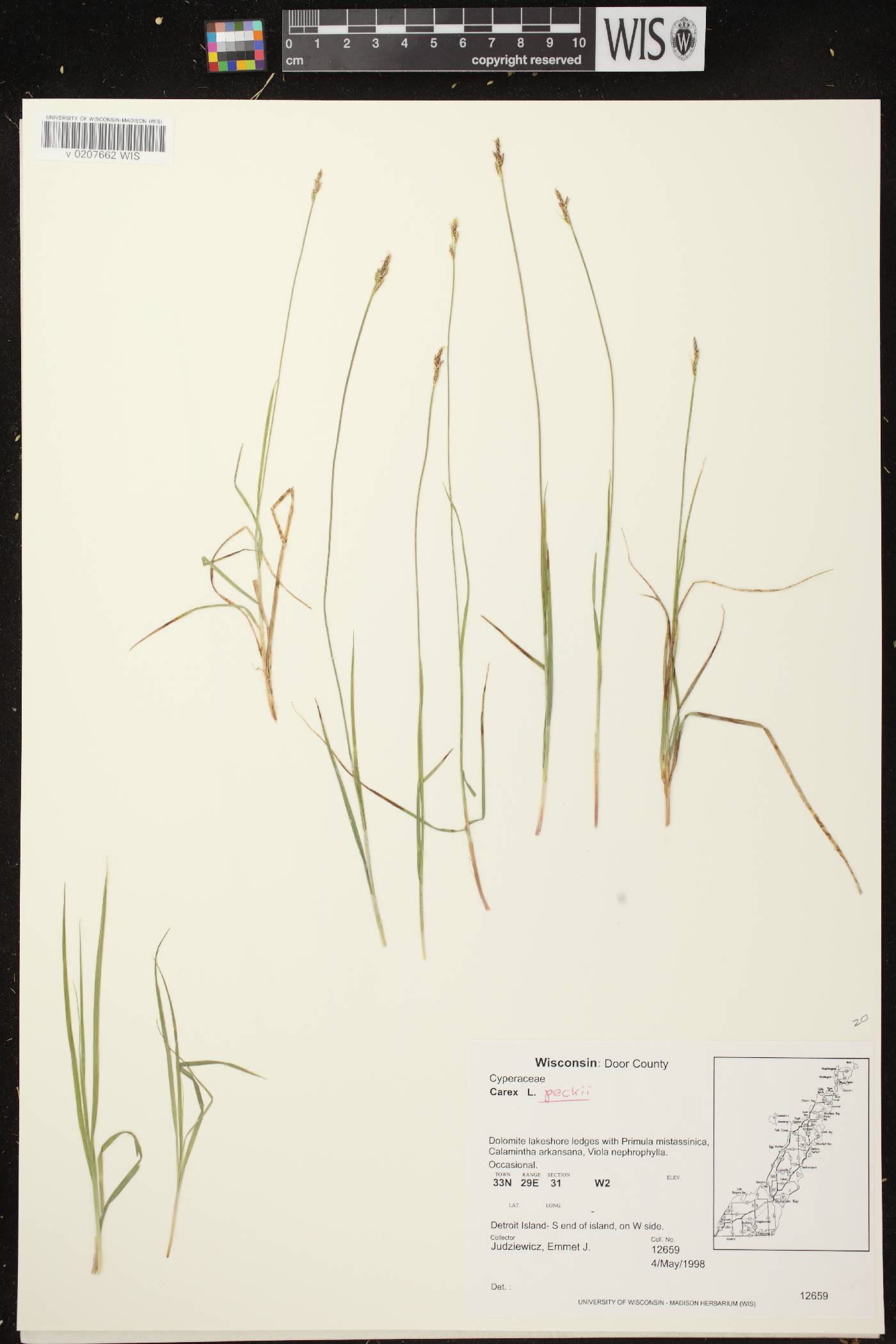 Carex peckii image