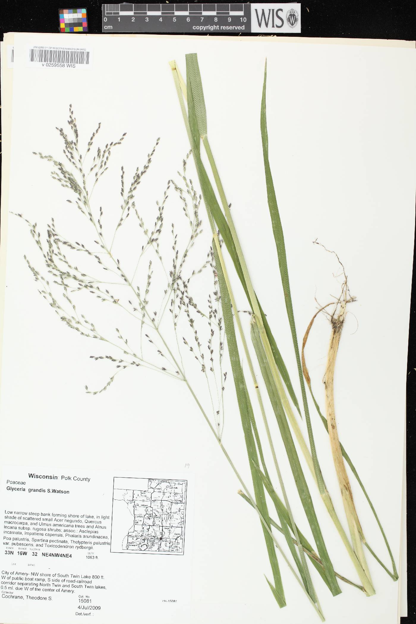 Glyceria grandis image