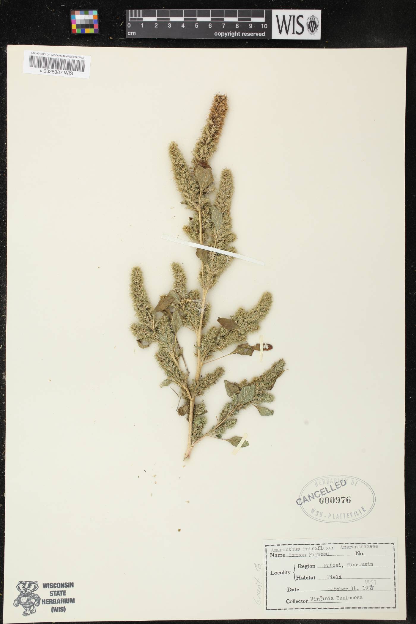 Amaranthus retroflexus image
