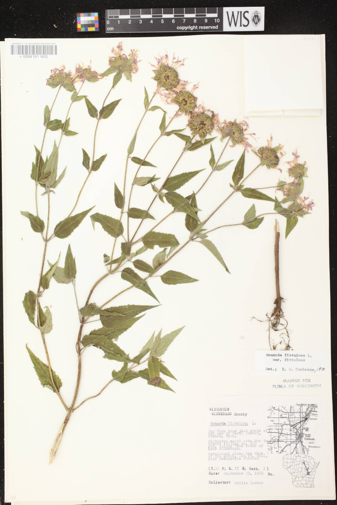 Monarda fistulosa subsp. fistulosa image