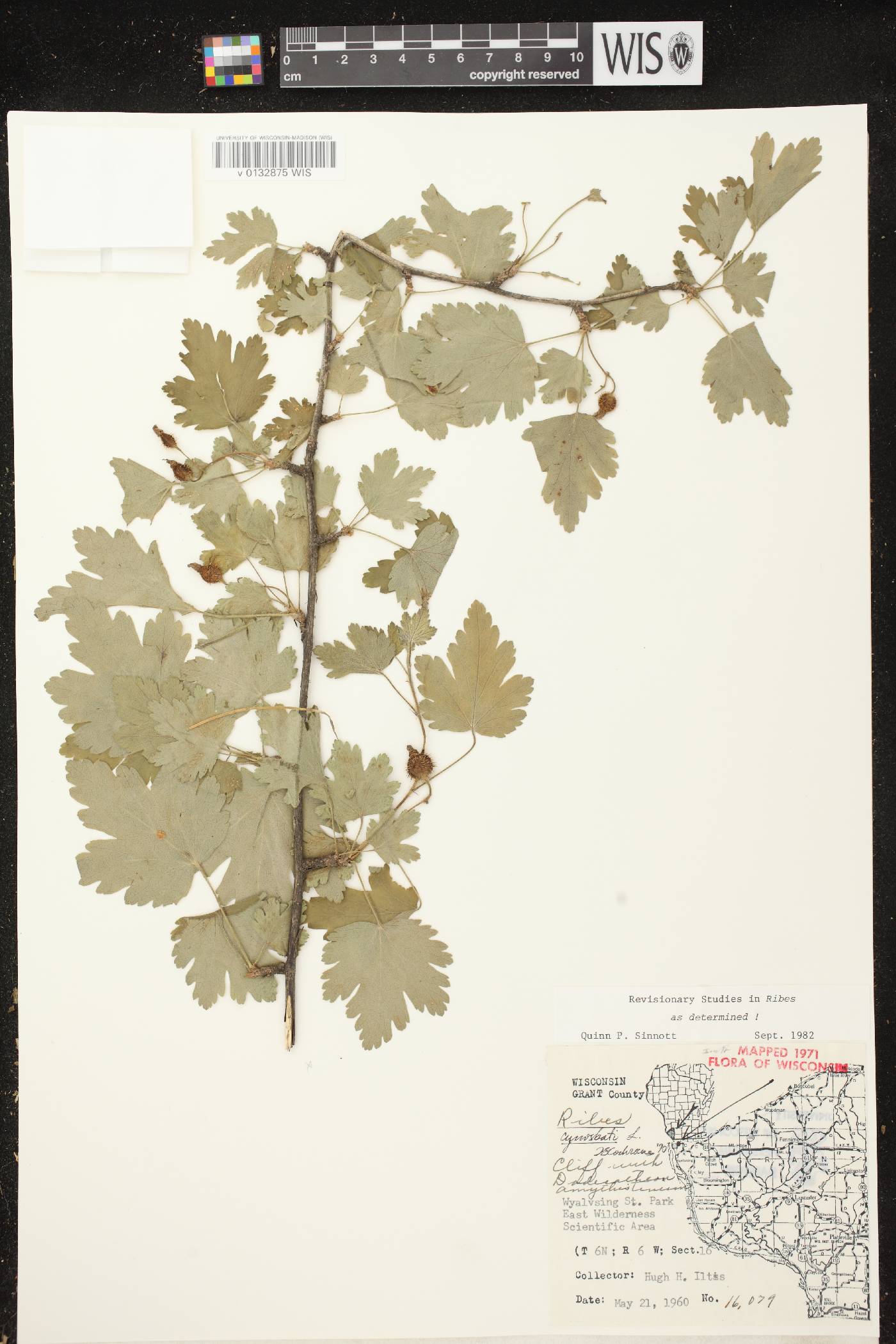Ribes cynosbati image