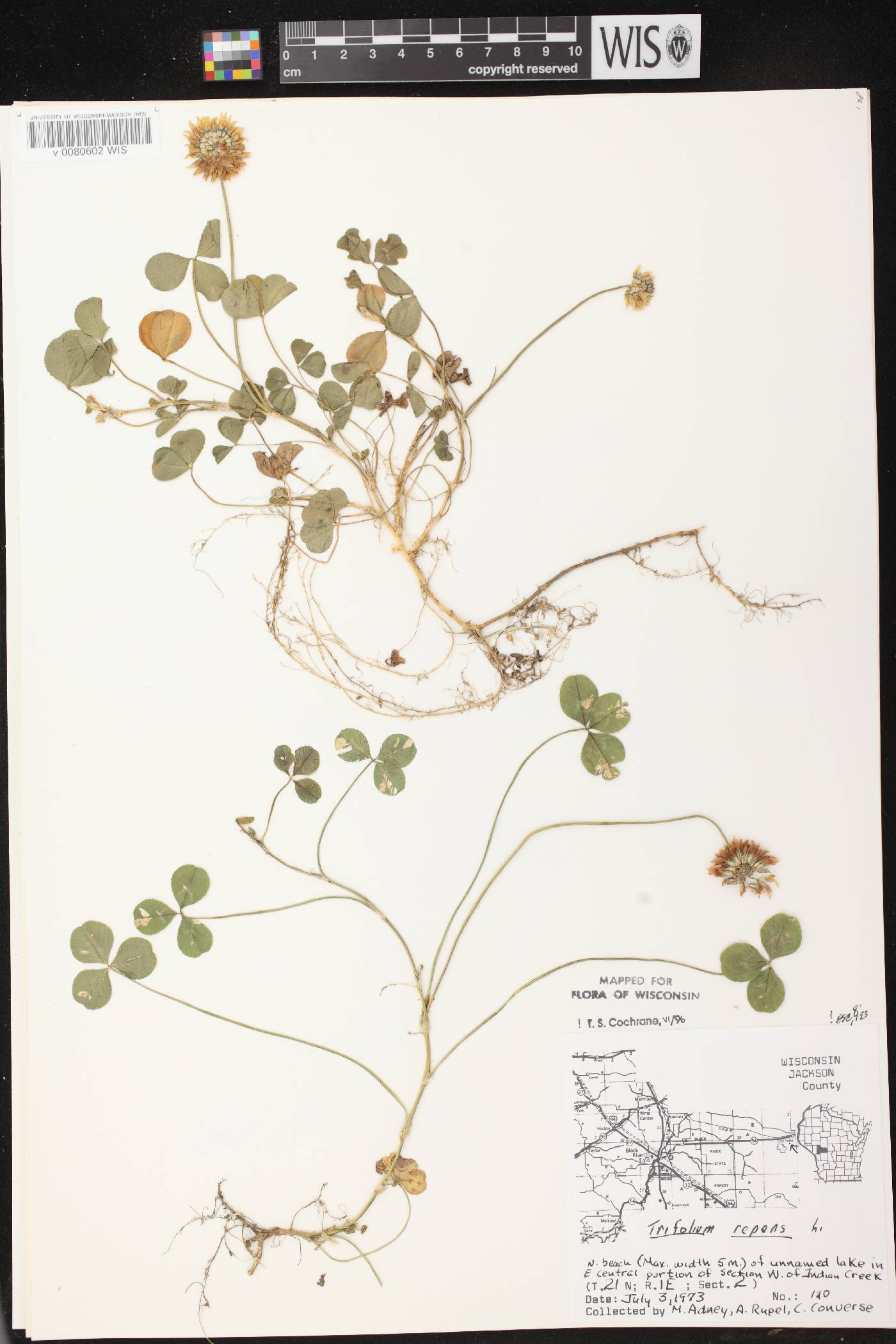 Trifolium repens image