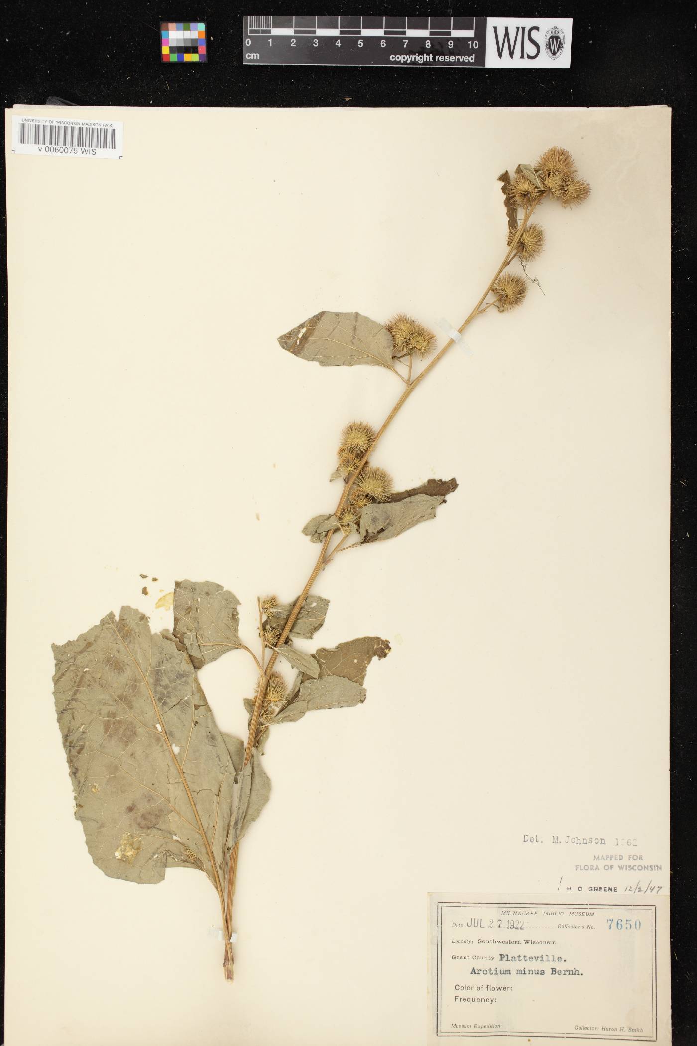Arctium minus image