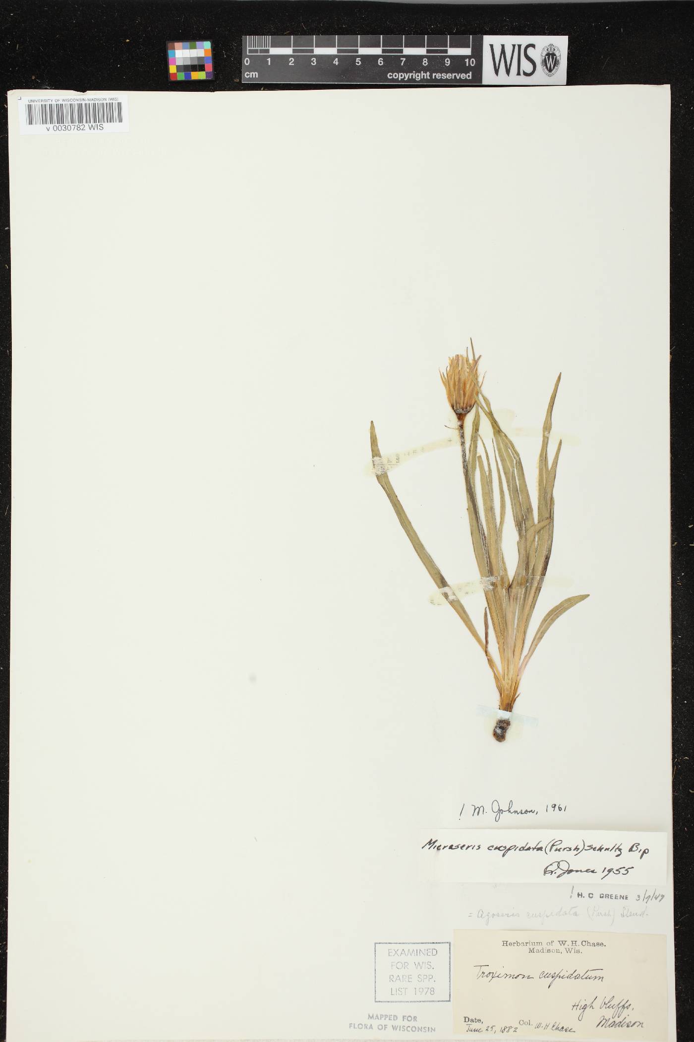 Nothocalais cuspidata image