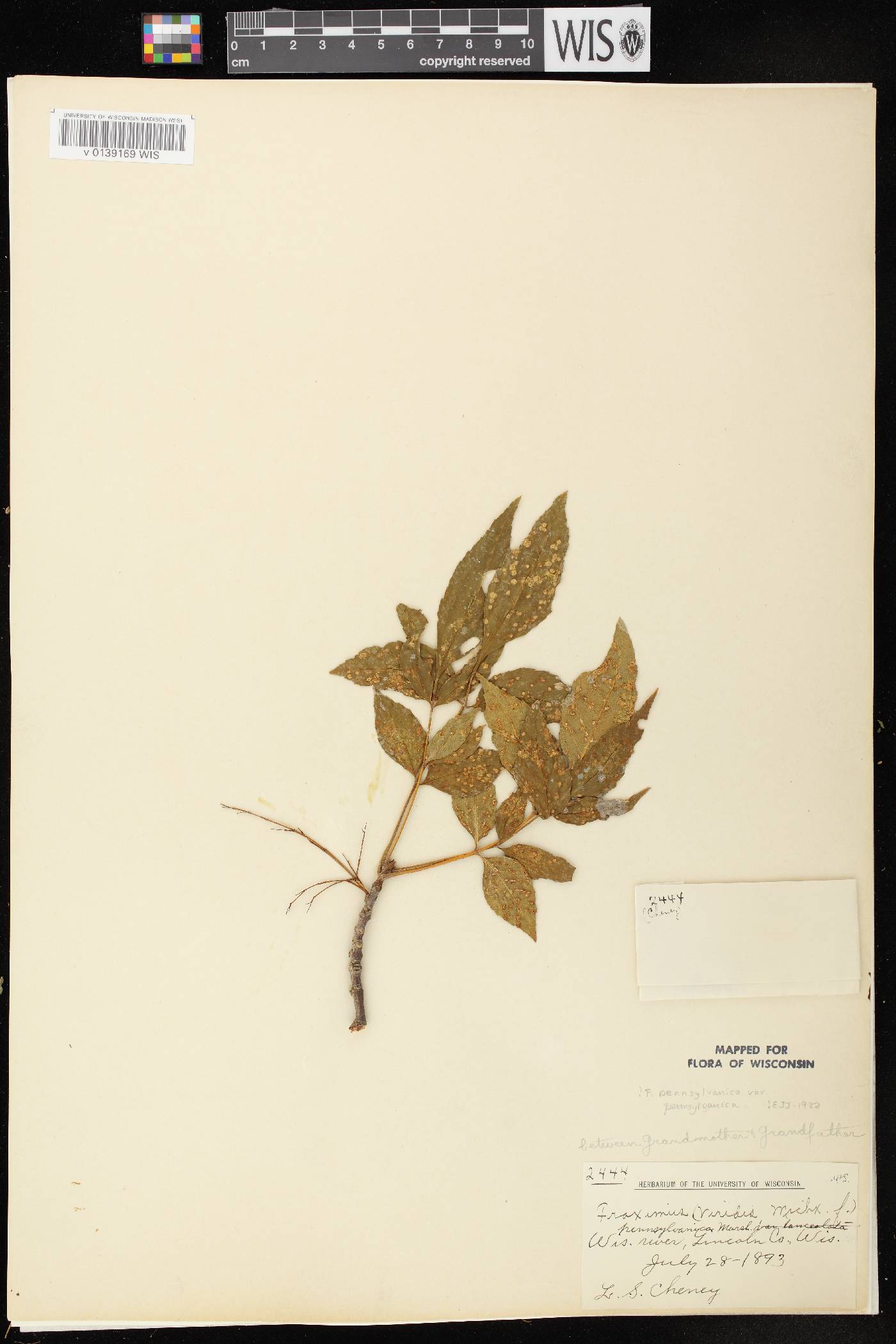 Fraxinus pennsylvanica image