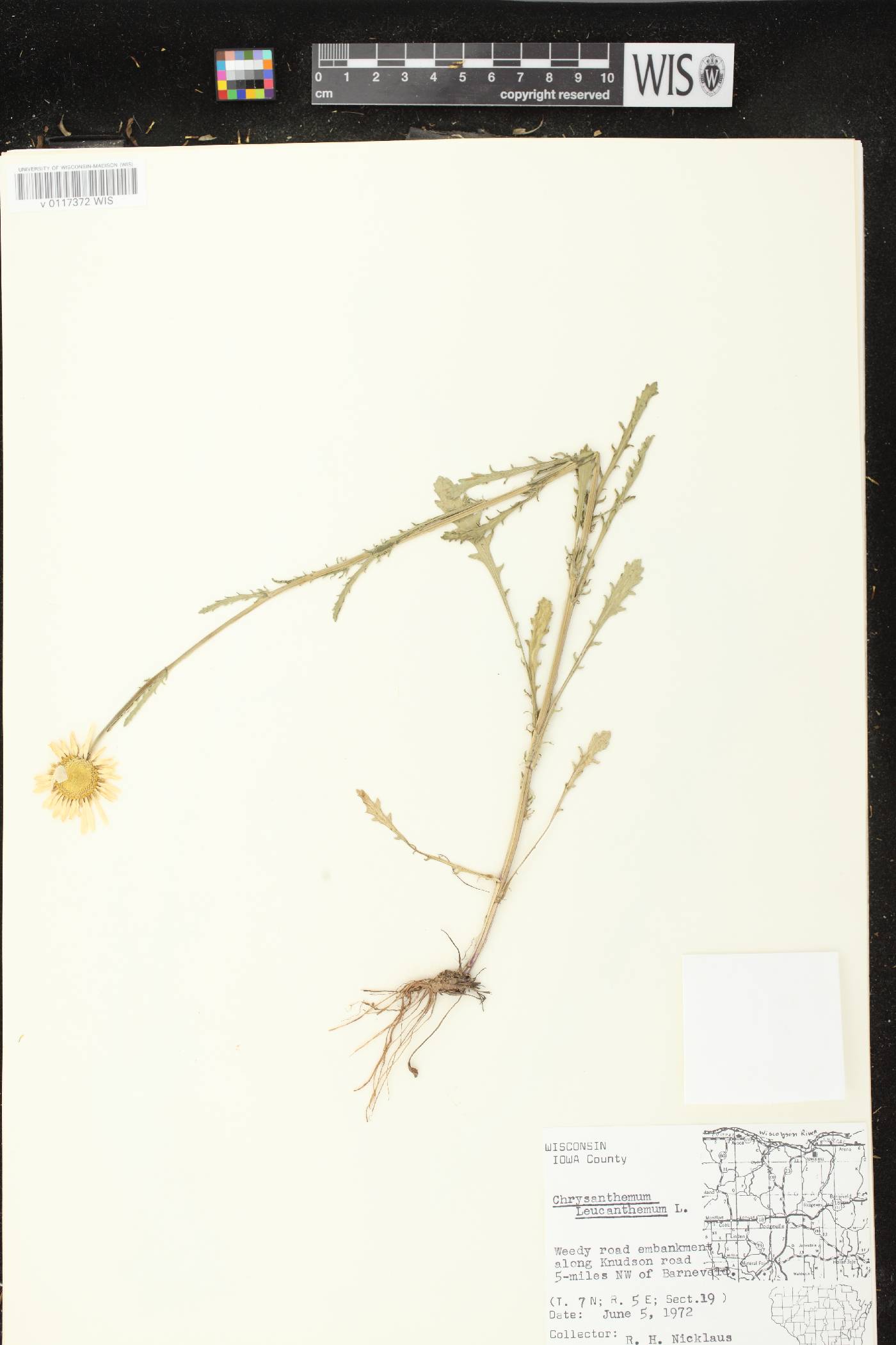 Leucanthemum vulgare image
