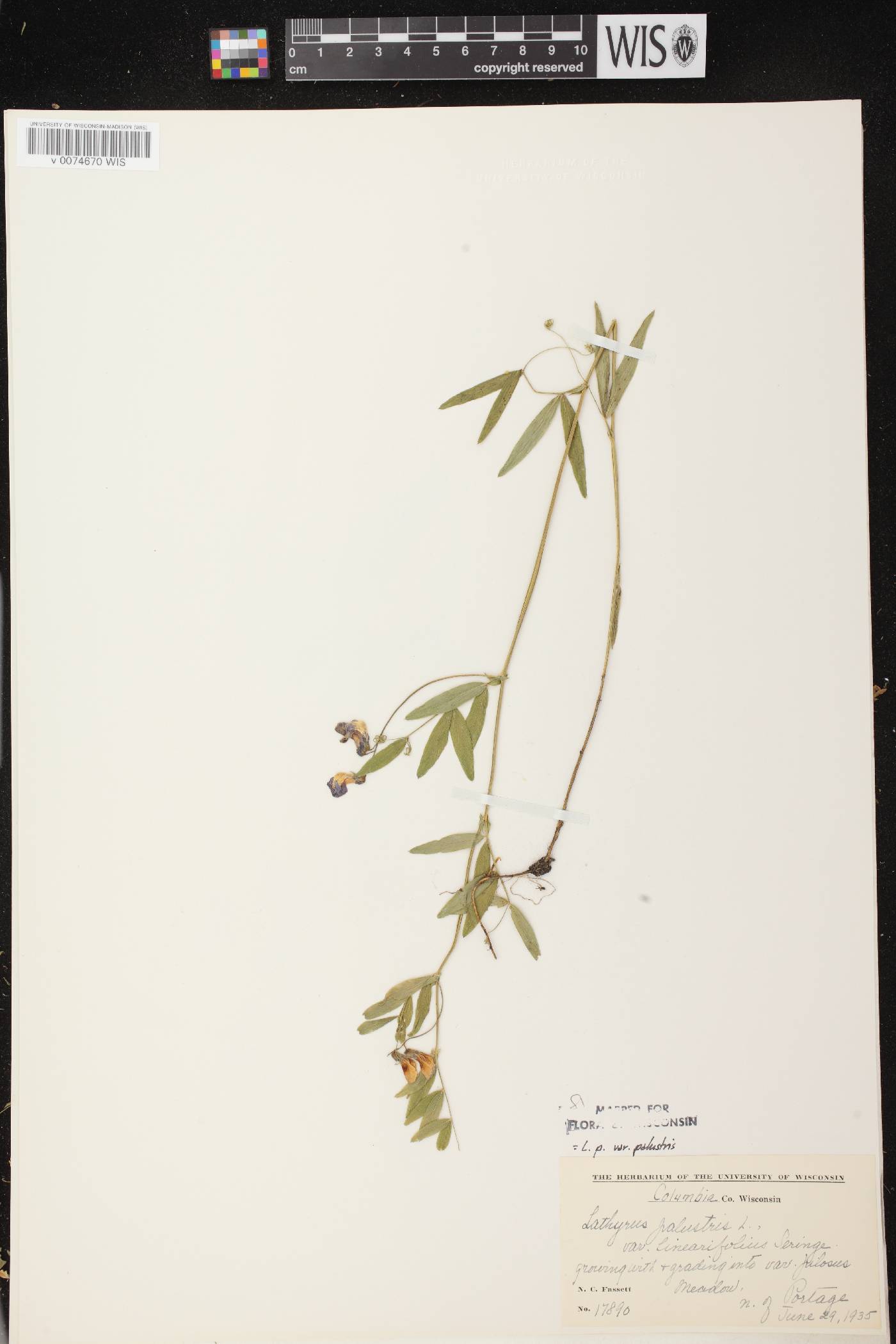Lathyrus palustris image