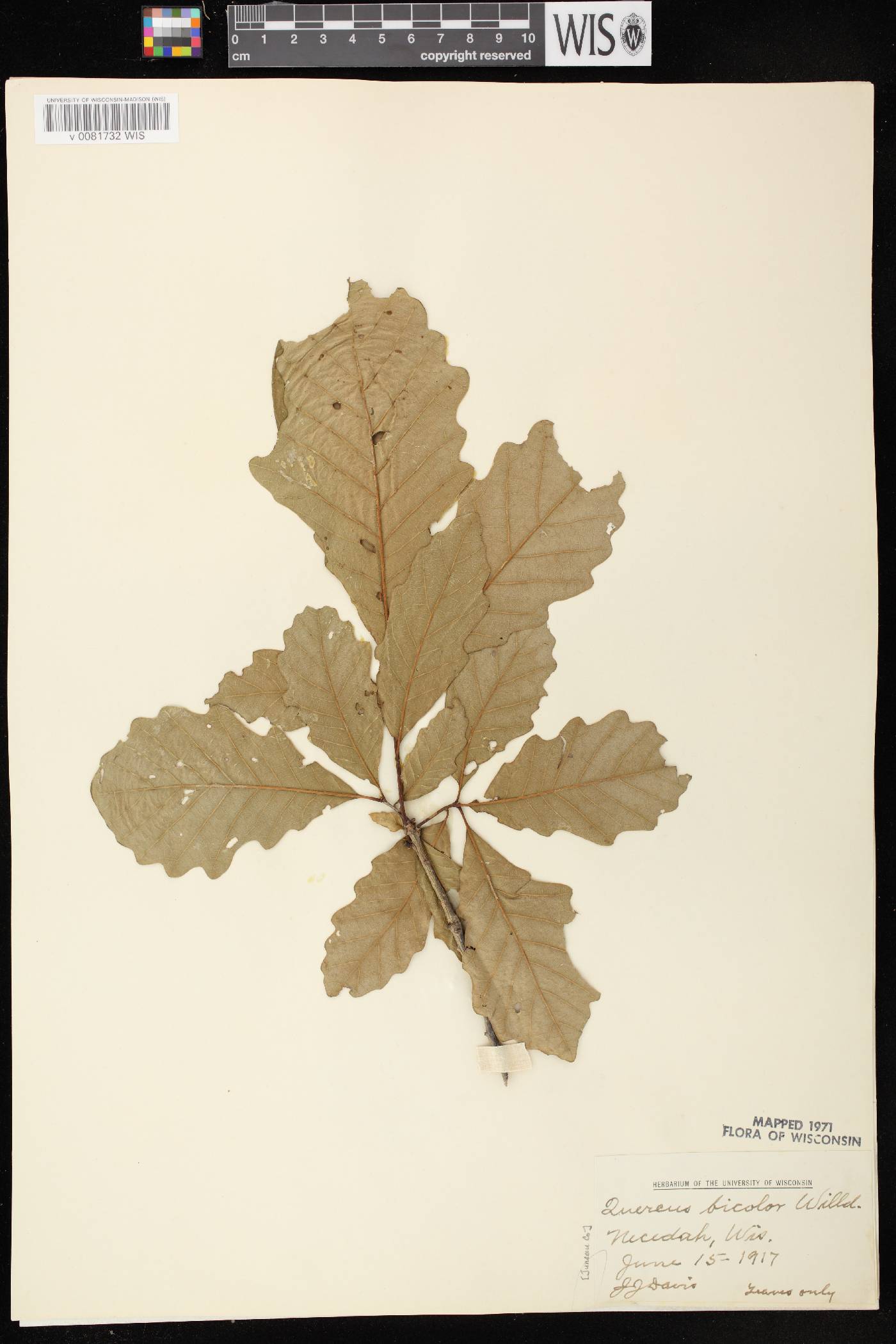 Quercus bicolor image
