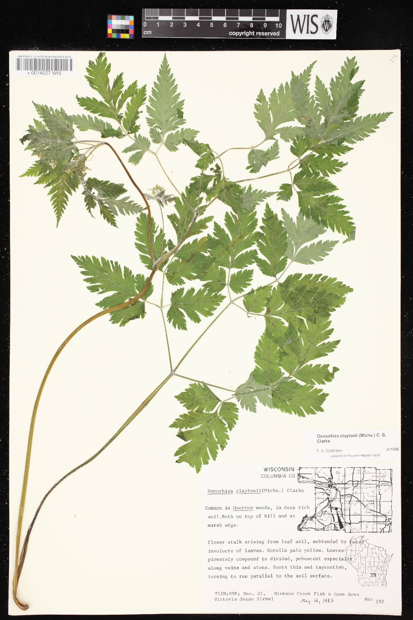 Osmorhiza claytonii image