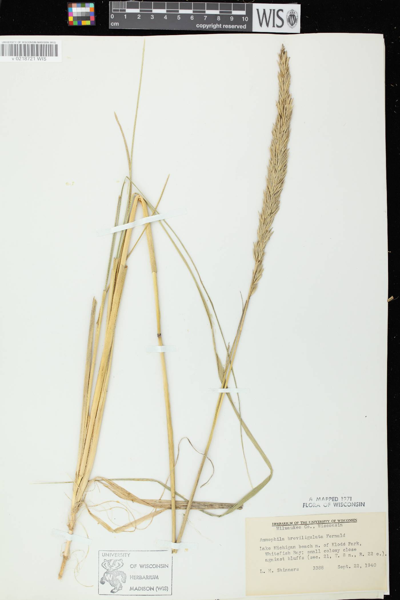 Ammophila breviligulata image