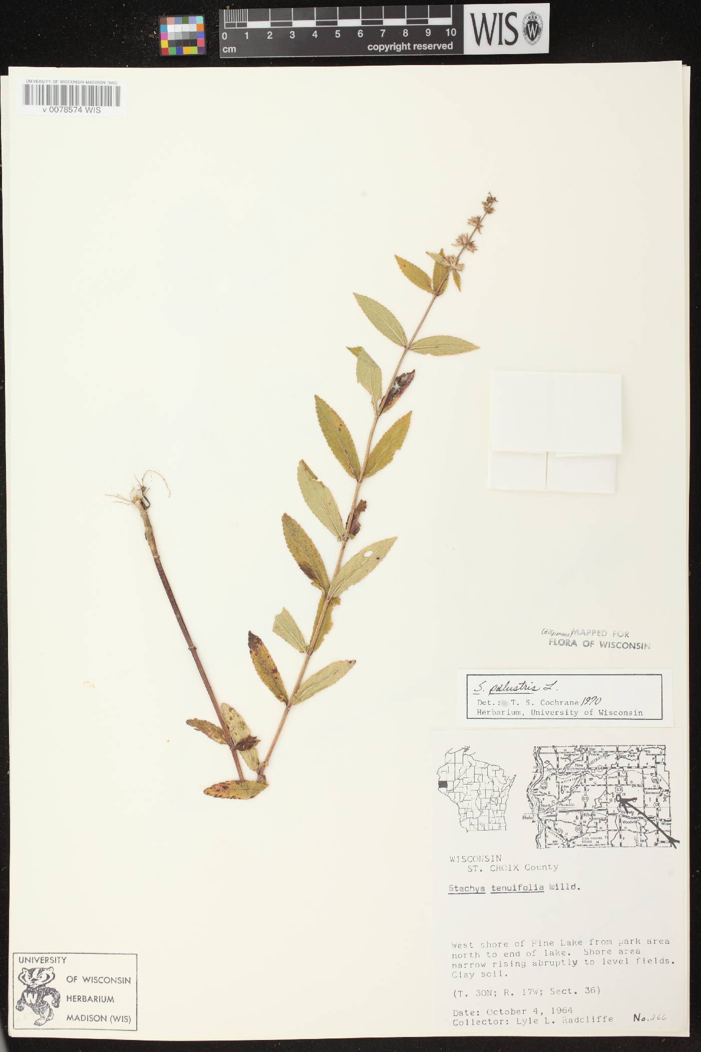 Stachys palustris image