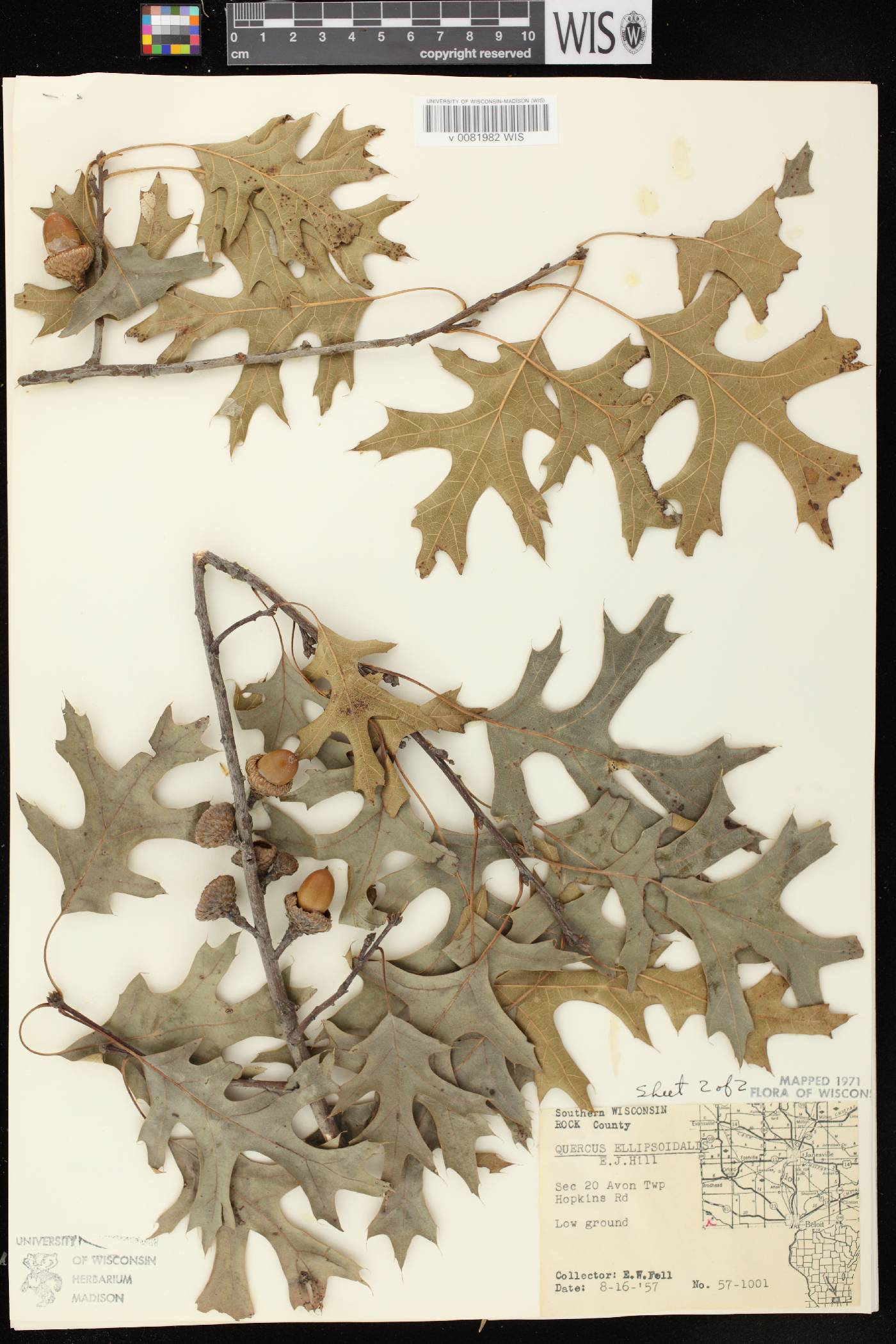 Quercus ellipsoidalis image
