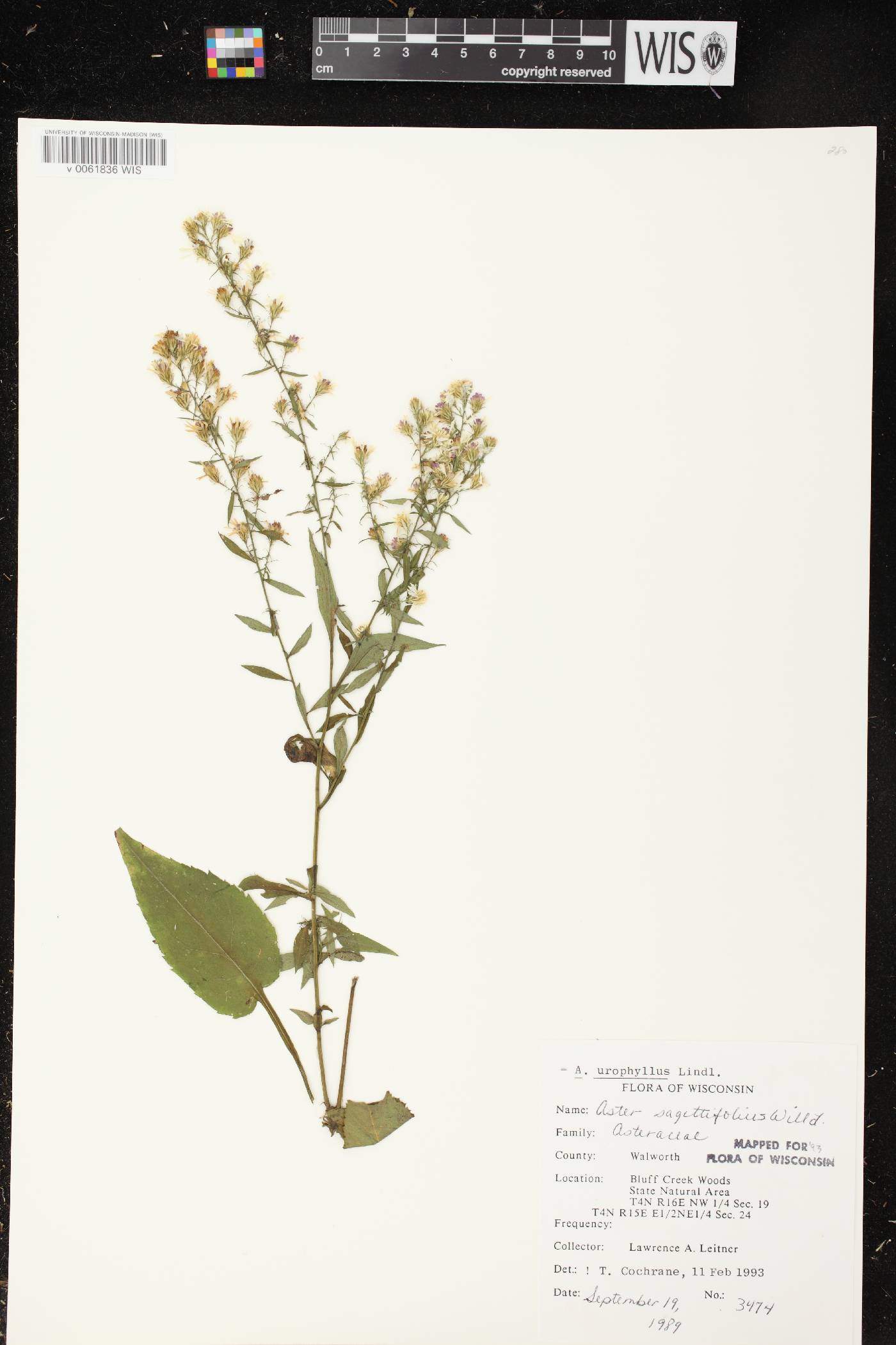 Symphyotrichum urophyllum image
