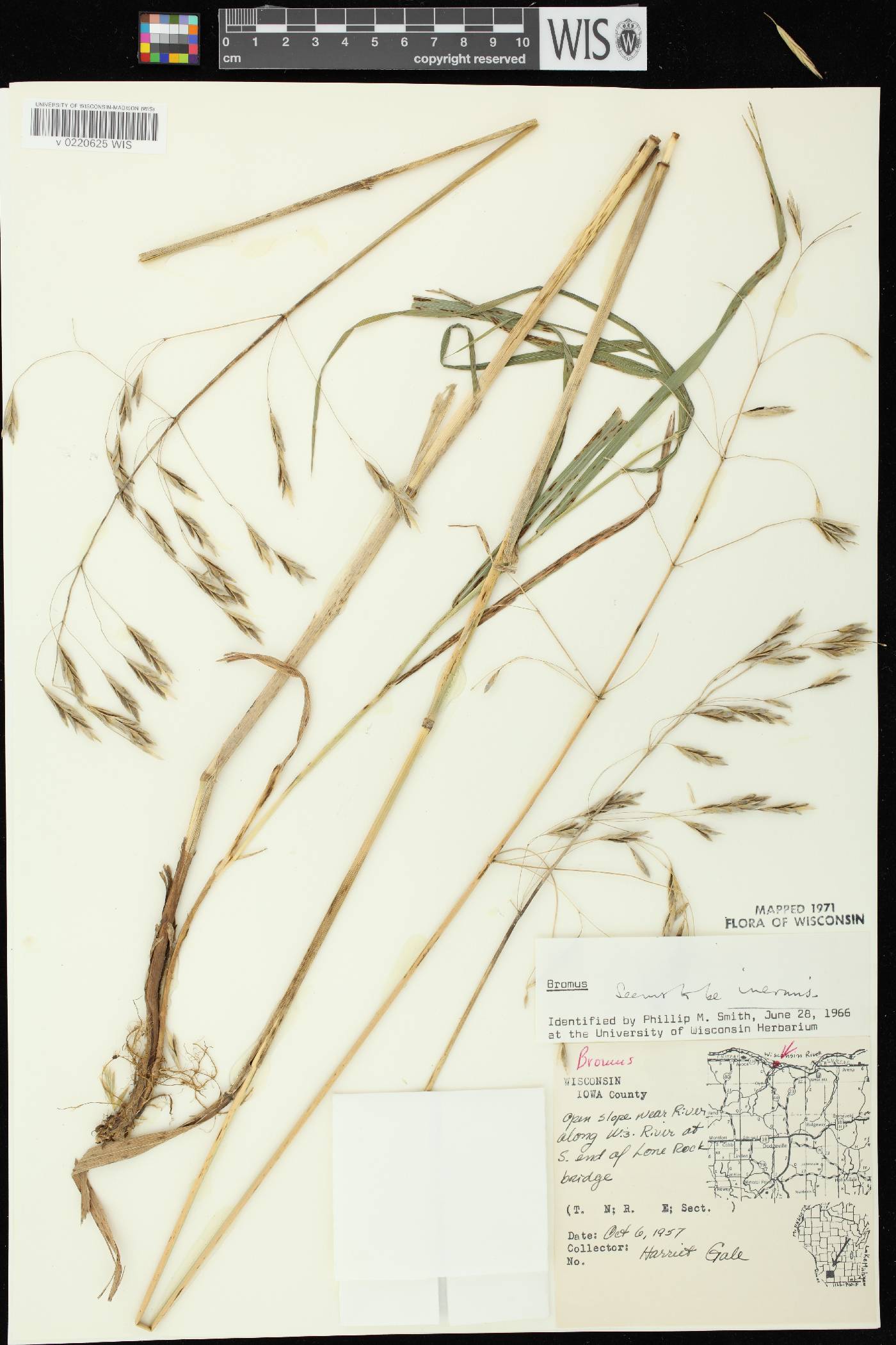 Bromus inermis image