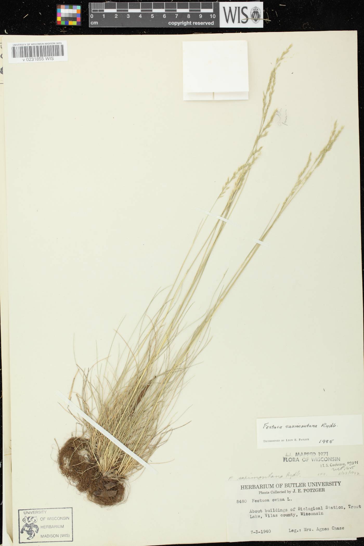 Festuca saximontana subsp. saximontana image