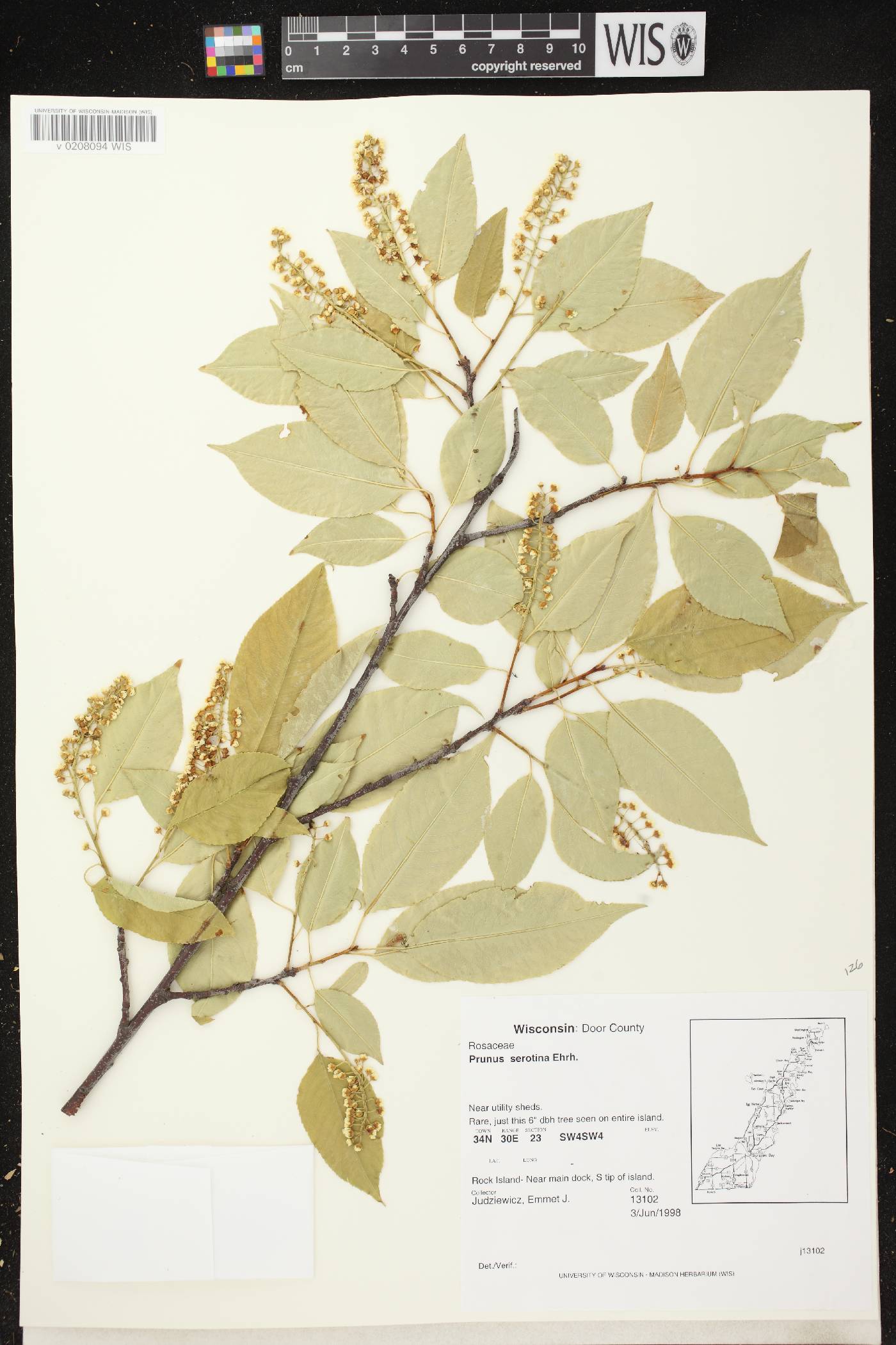 Prunus serotina var. serotina image