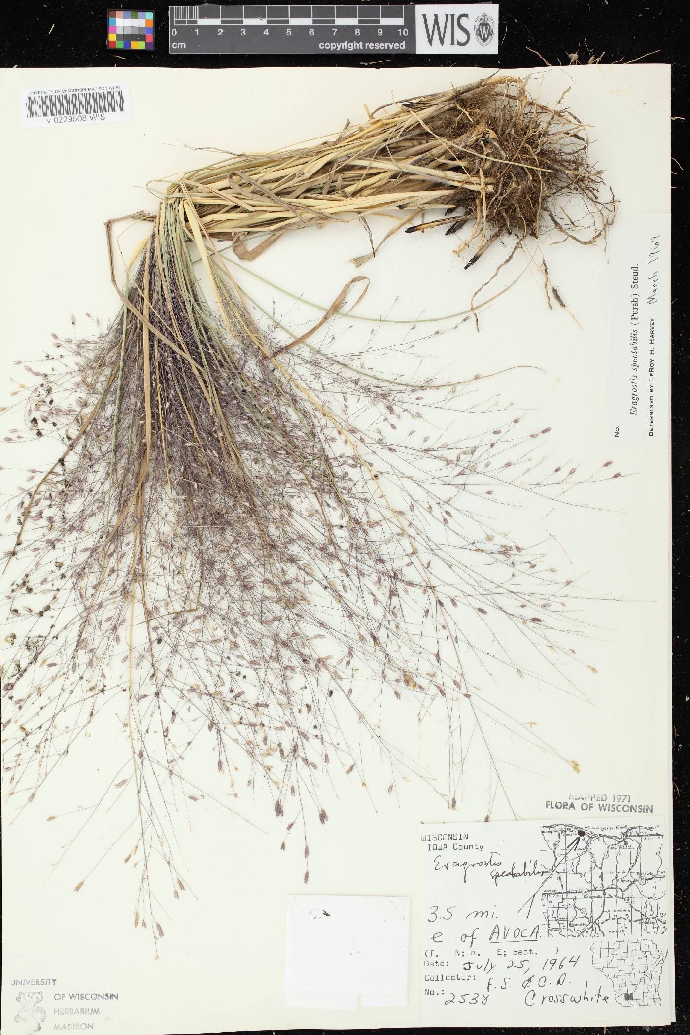 Eragrostis spectabilis image