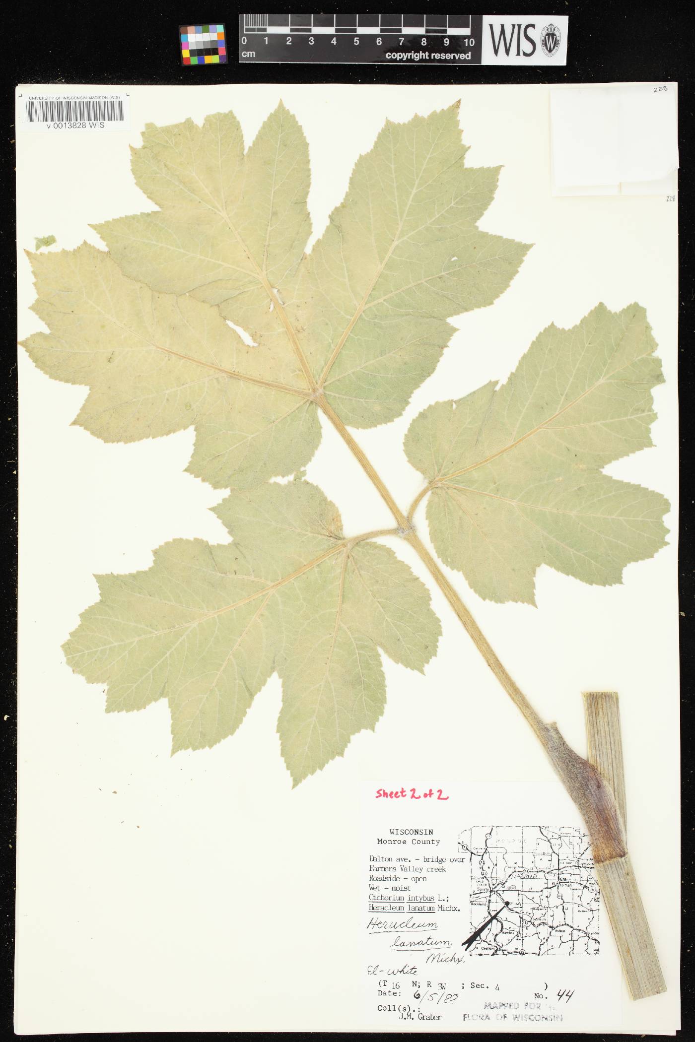 Heracleum maximum image