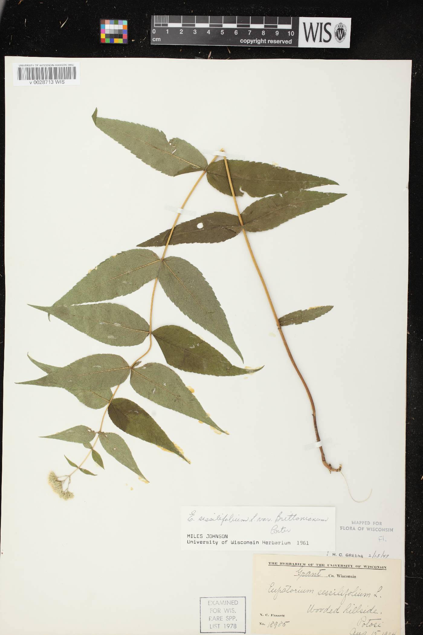 Eupatorium sessilifolium image
