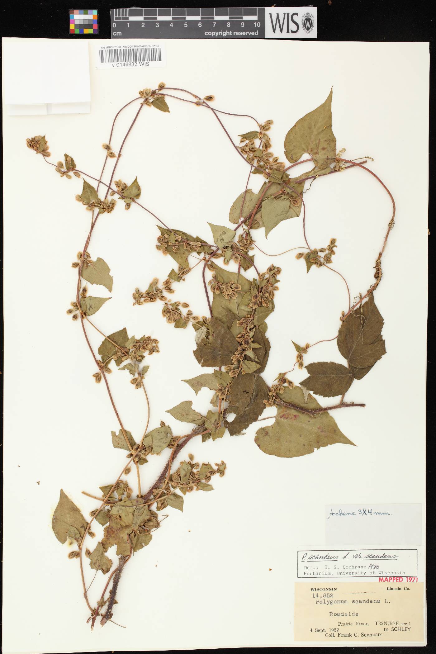 Fallopia scandens image