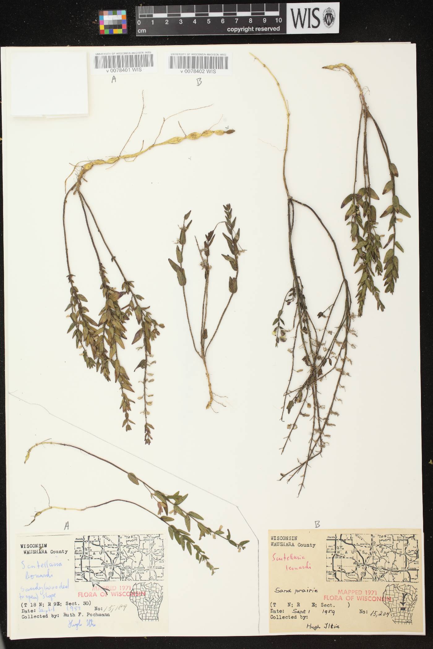 Scutellaria parvula var. missouriensis image