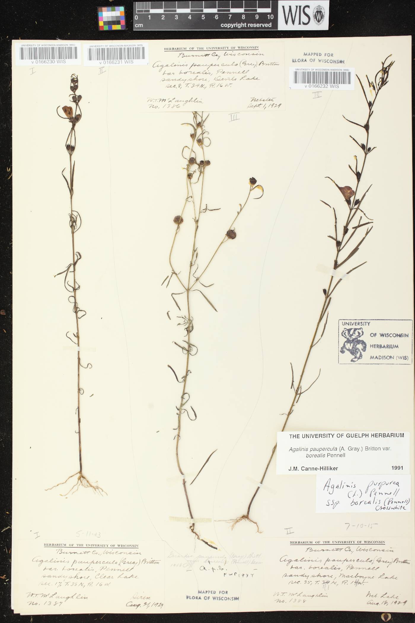 Agalinis paupercula var. borealis image