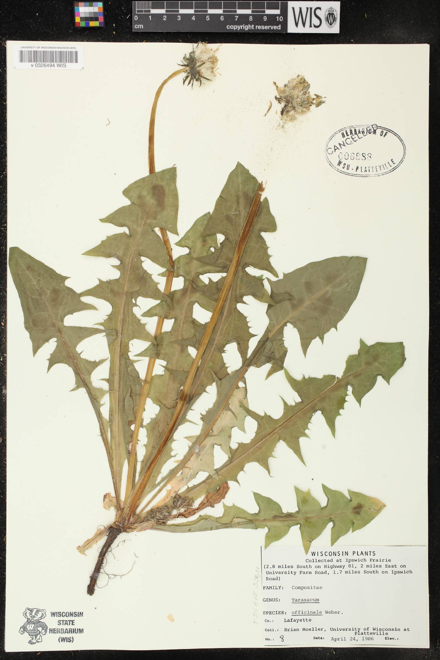 Taraxacum officinale image