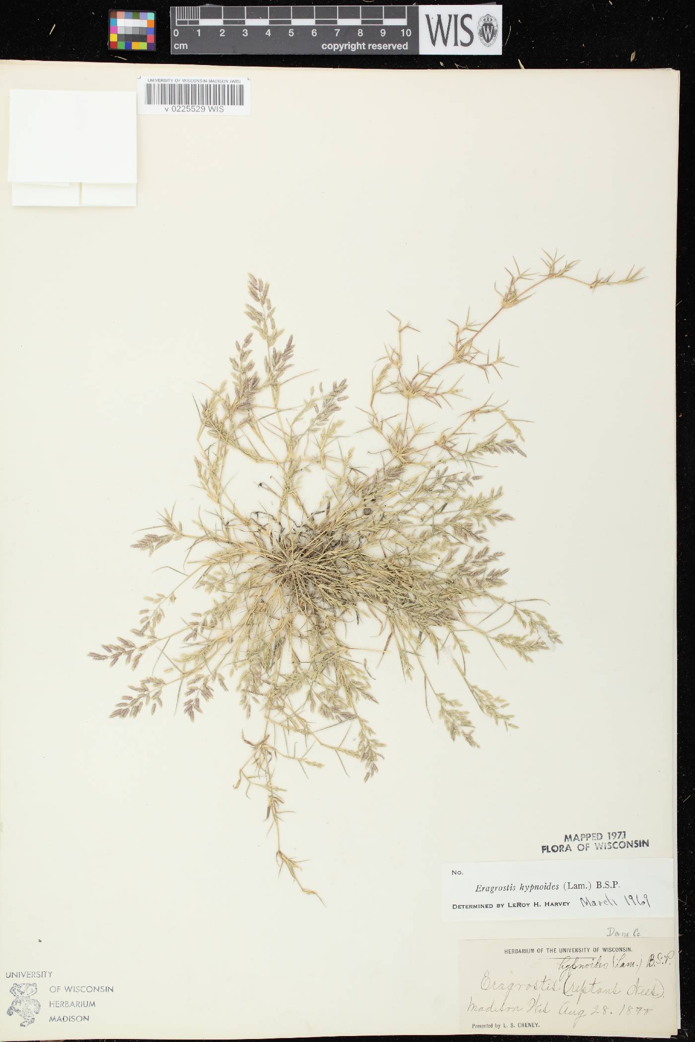 Eragrostis hypnoides image