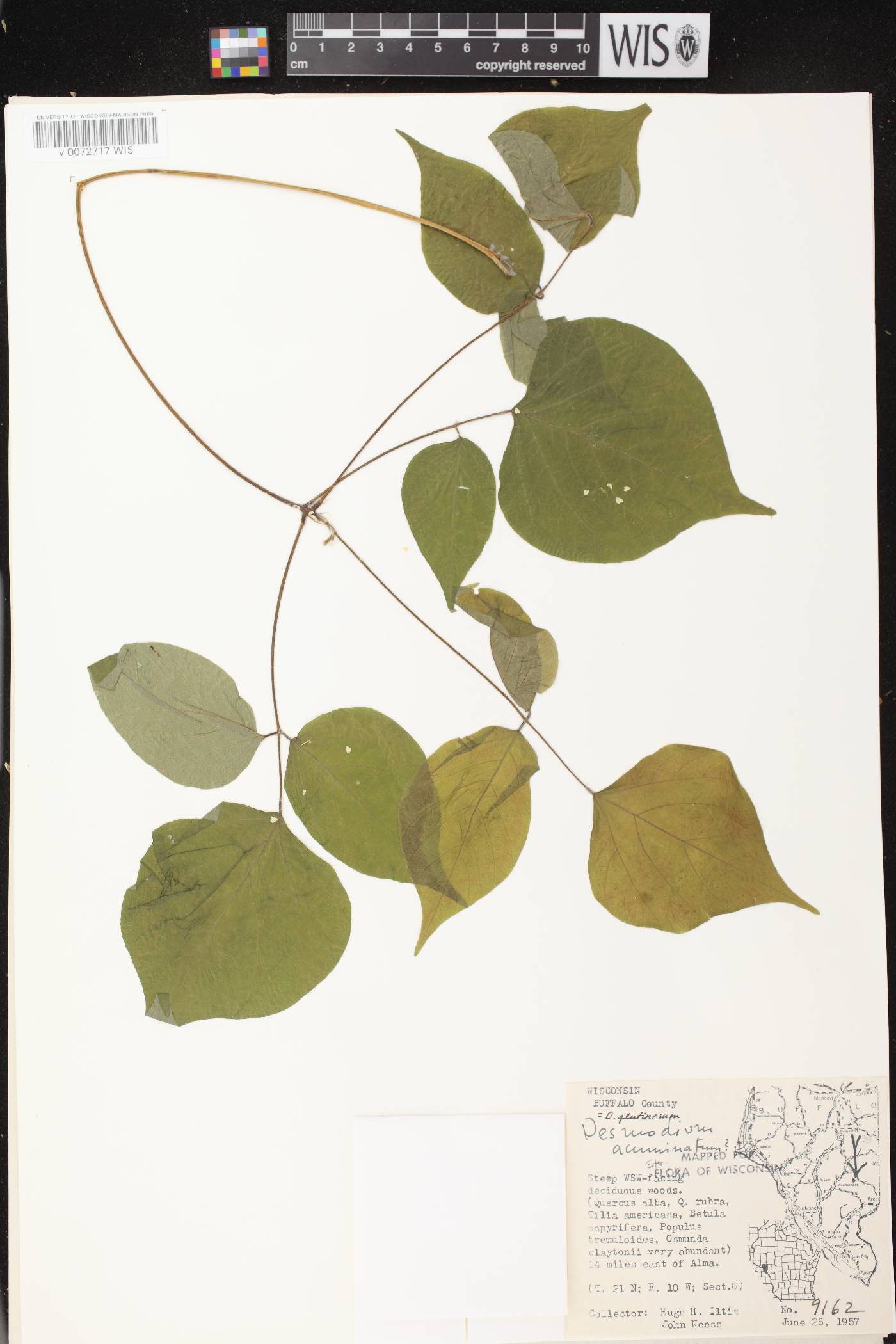 Hylodesmum glutinosum image
