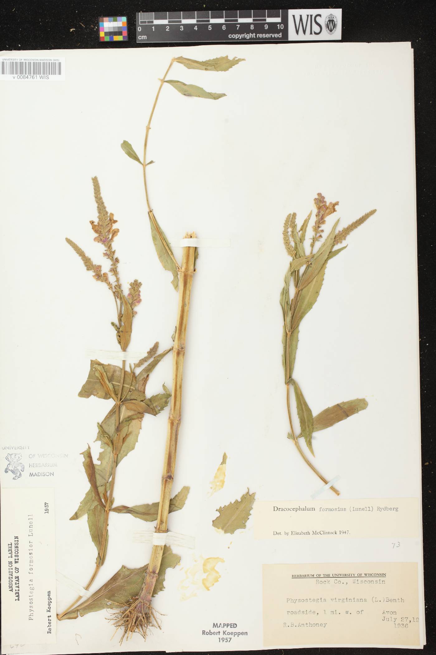 Physostegia virginiana image
